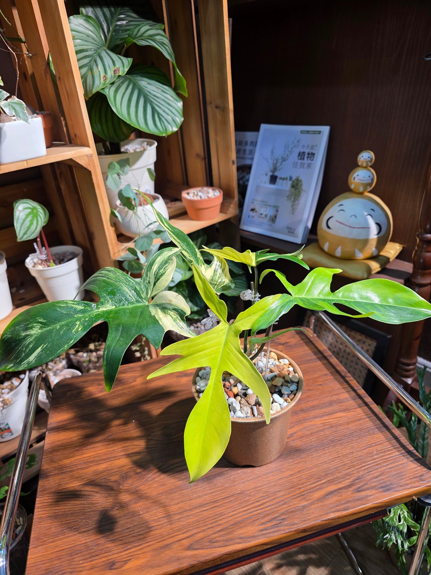 Philodendron florida beauty 斑葉龍爪