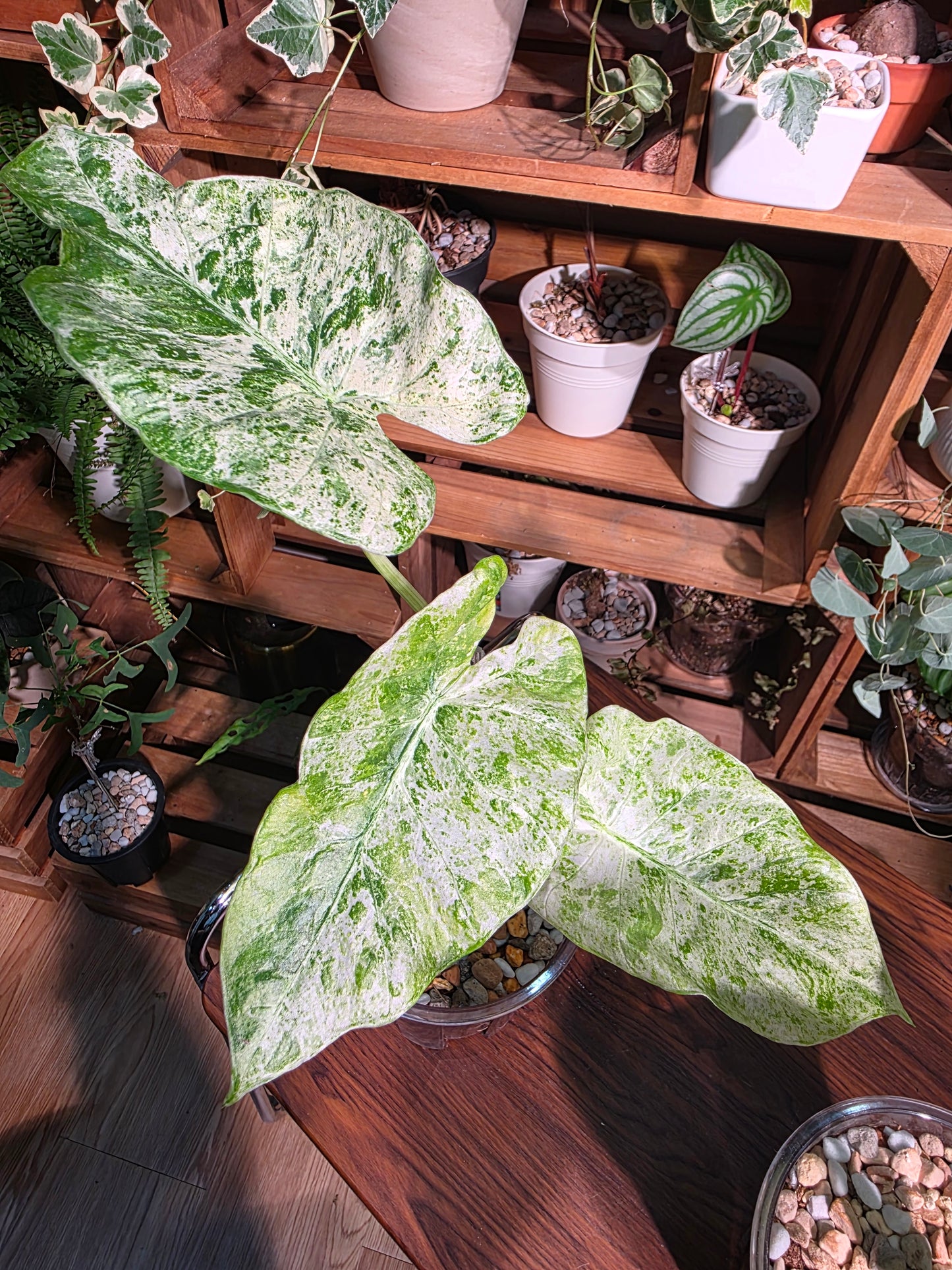 Alocasia odora variegata 松染海芋