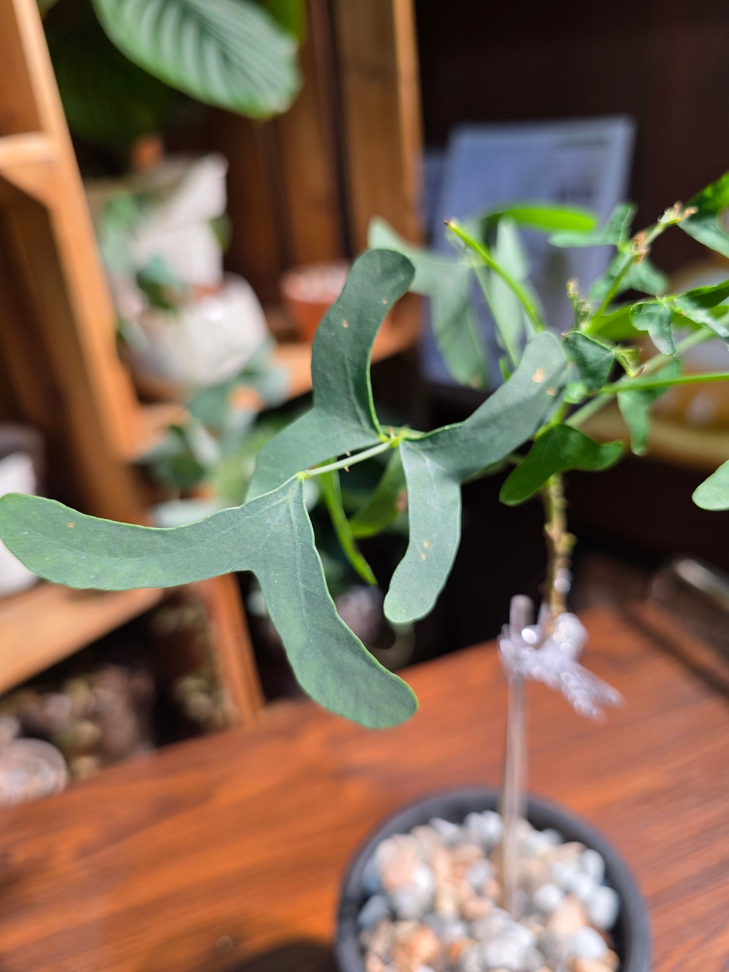 Erythrina vespertilio 蝙蝠刺桐