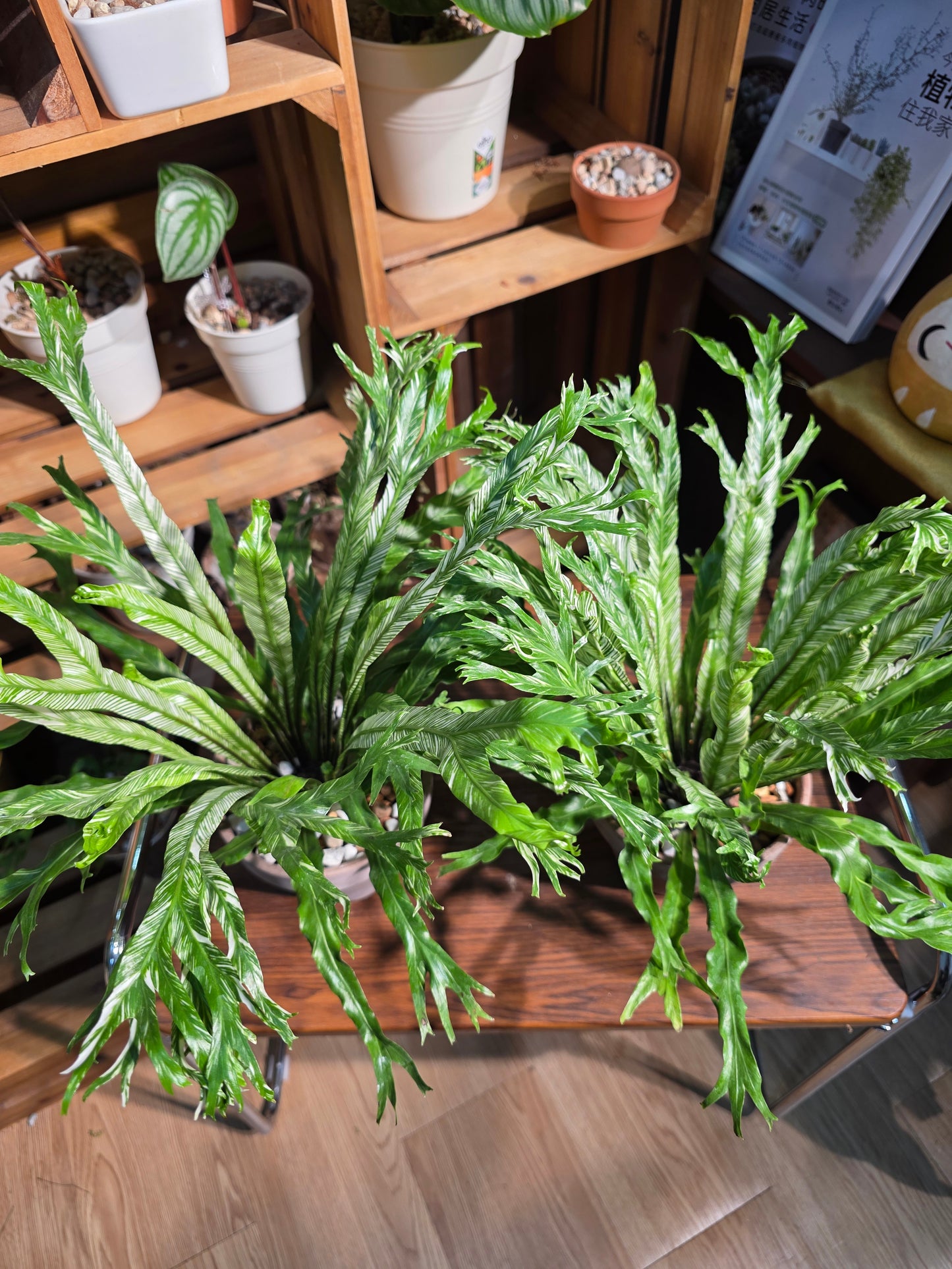 Asplenium nidus variegated 白斑鳥巢蕨