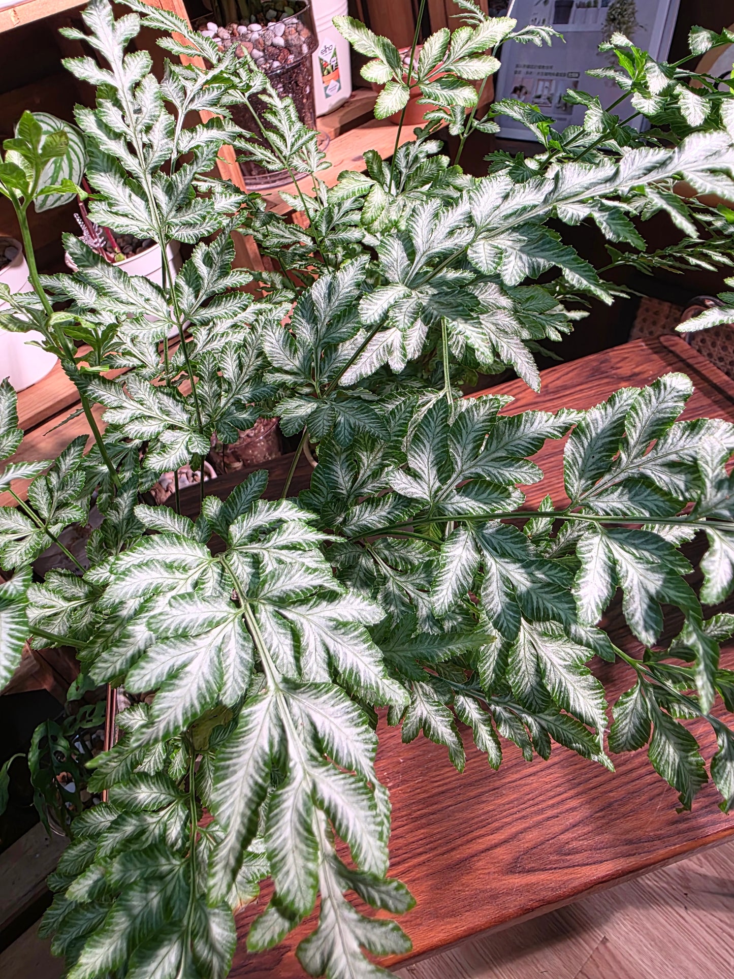 Pteris ensiformis vivtoriae 夏雪銀線蕨