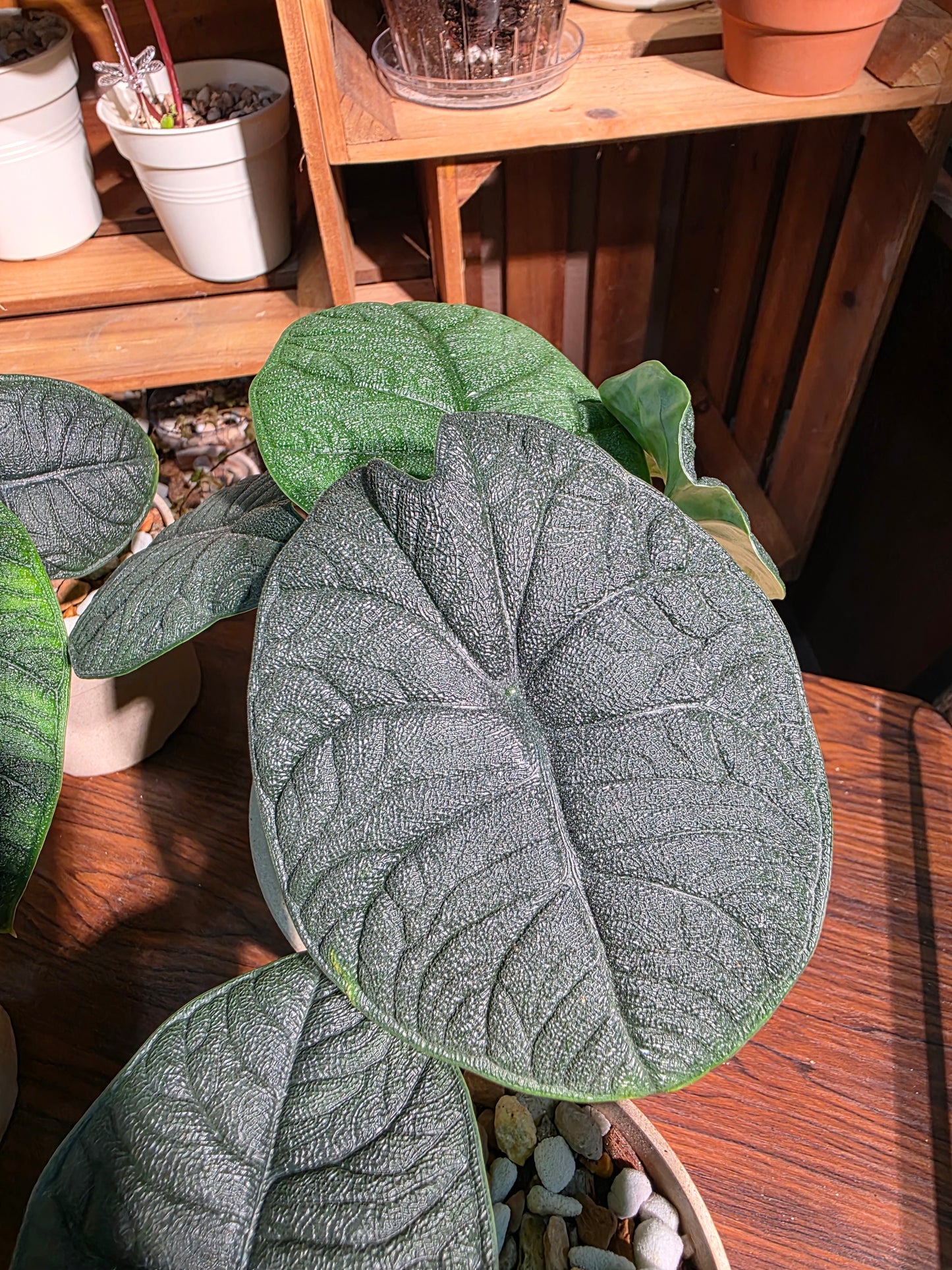 Alocasia melo 犀牛皮海芋