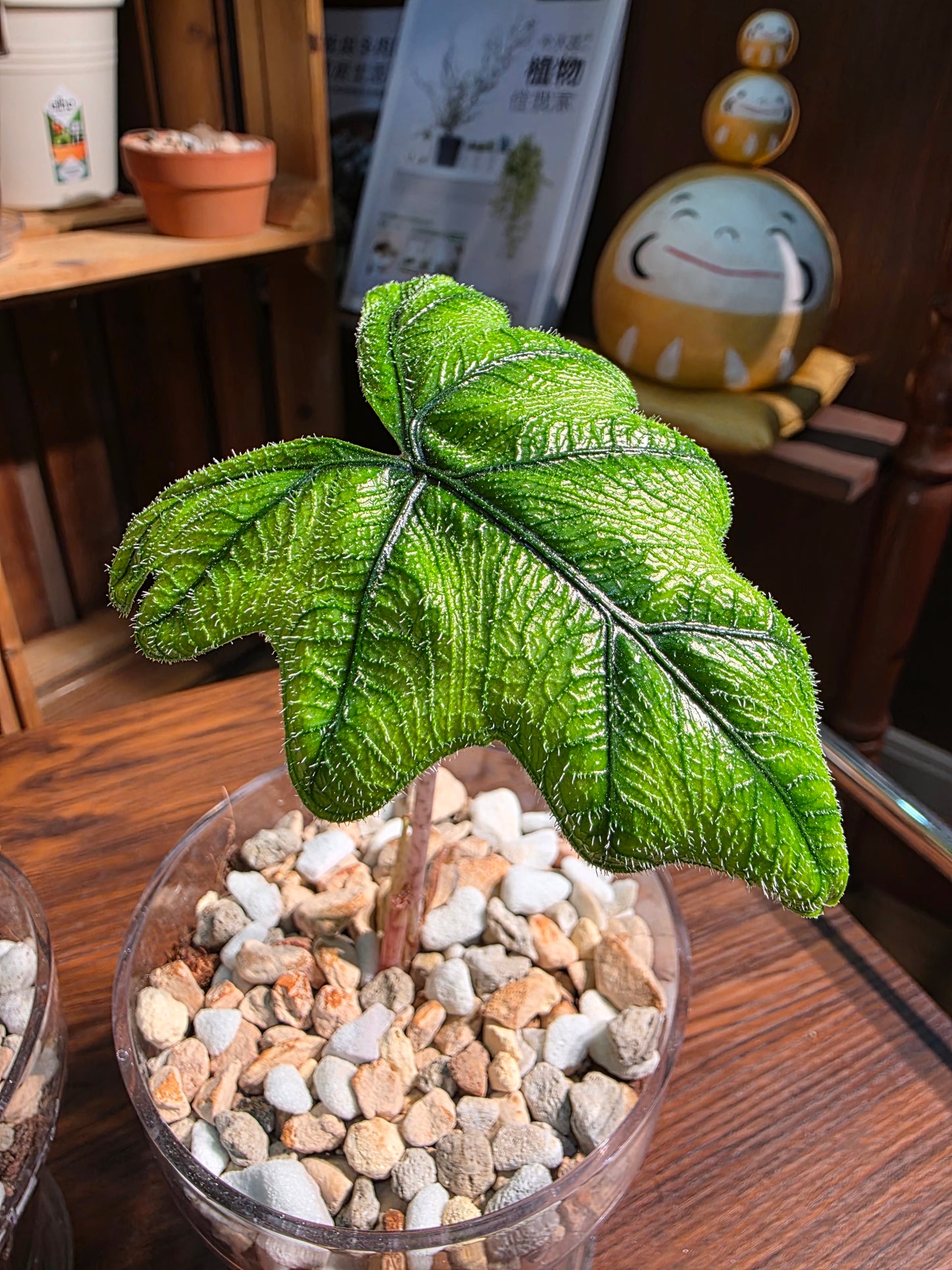 Alocasia jacklyn 傑克林海芋