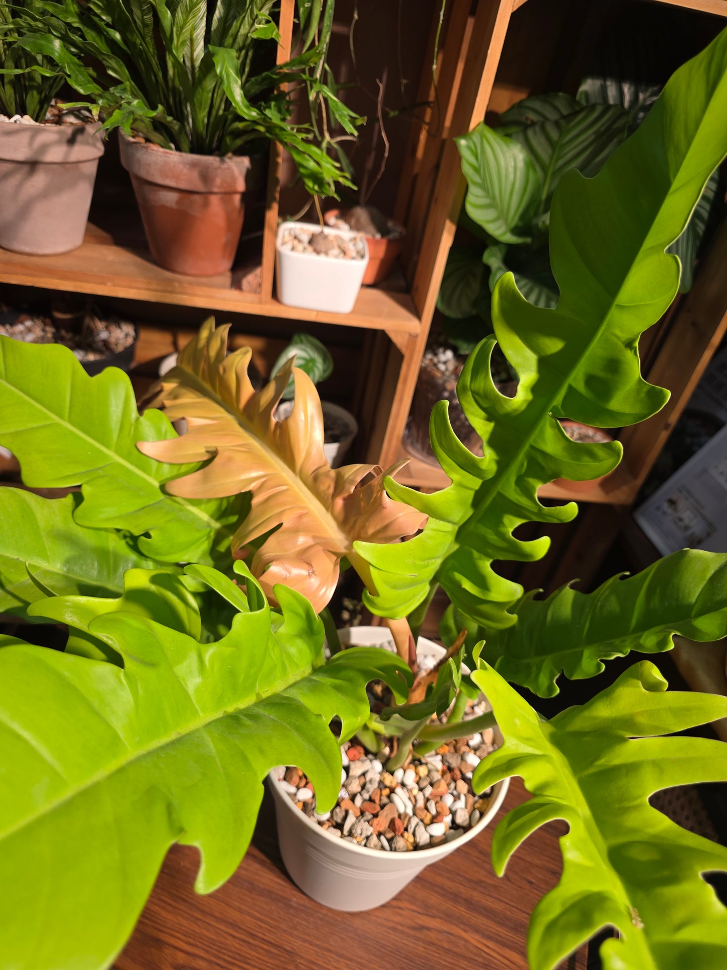 Philodendron golden crocodile 黃金火之戒