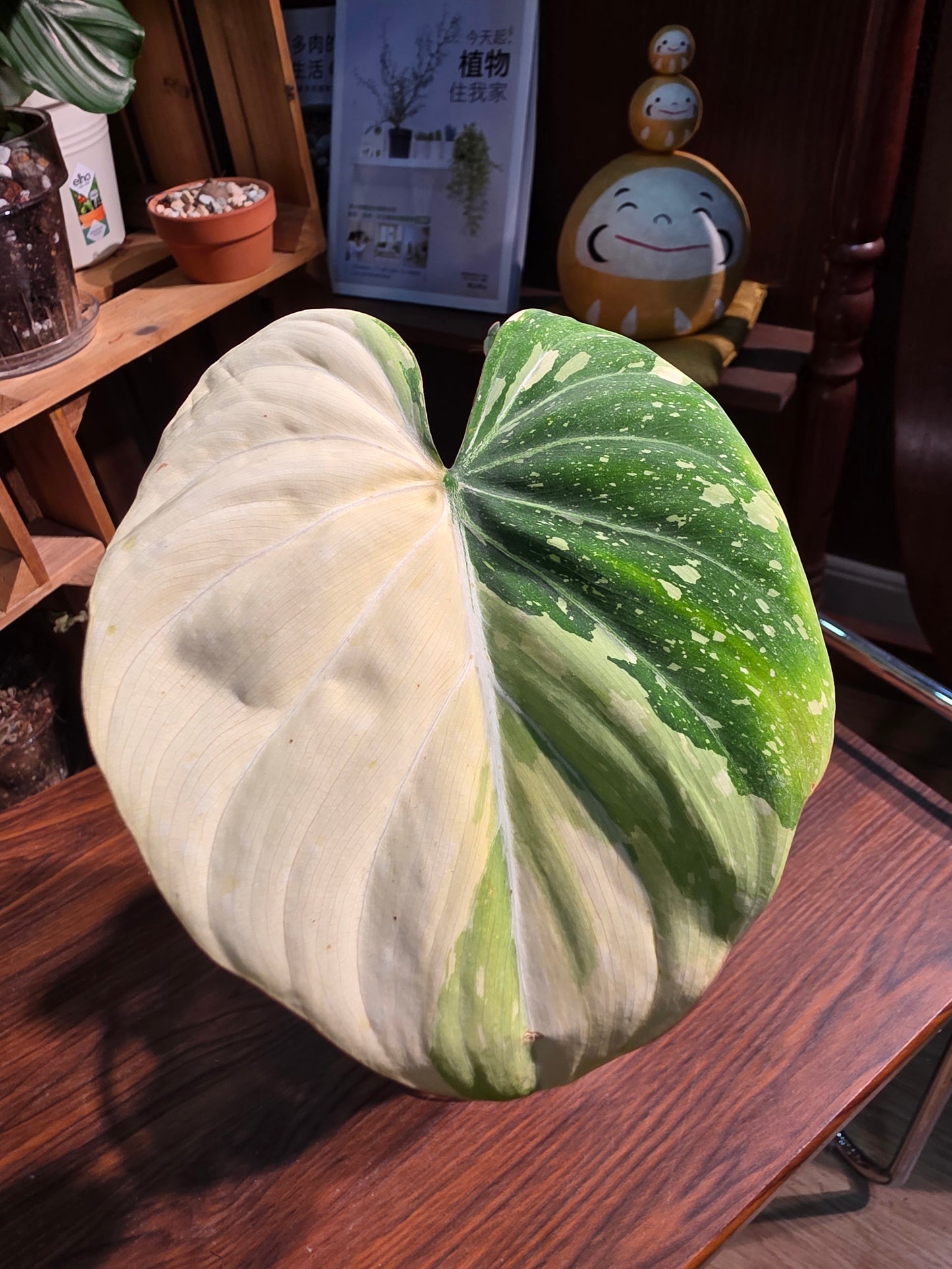 Philodendron gloriosum variegata 斑葉錦鍛蔓綠絨