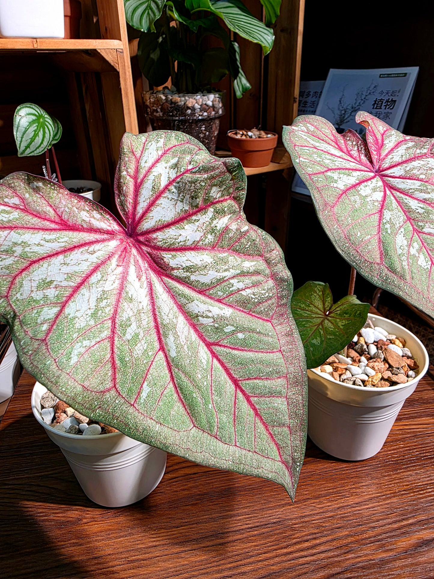 Caladium 慶典彩葉芋