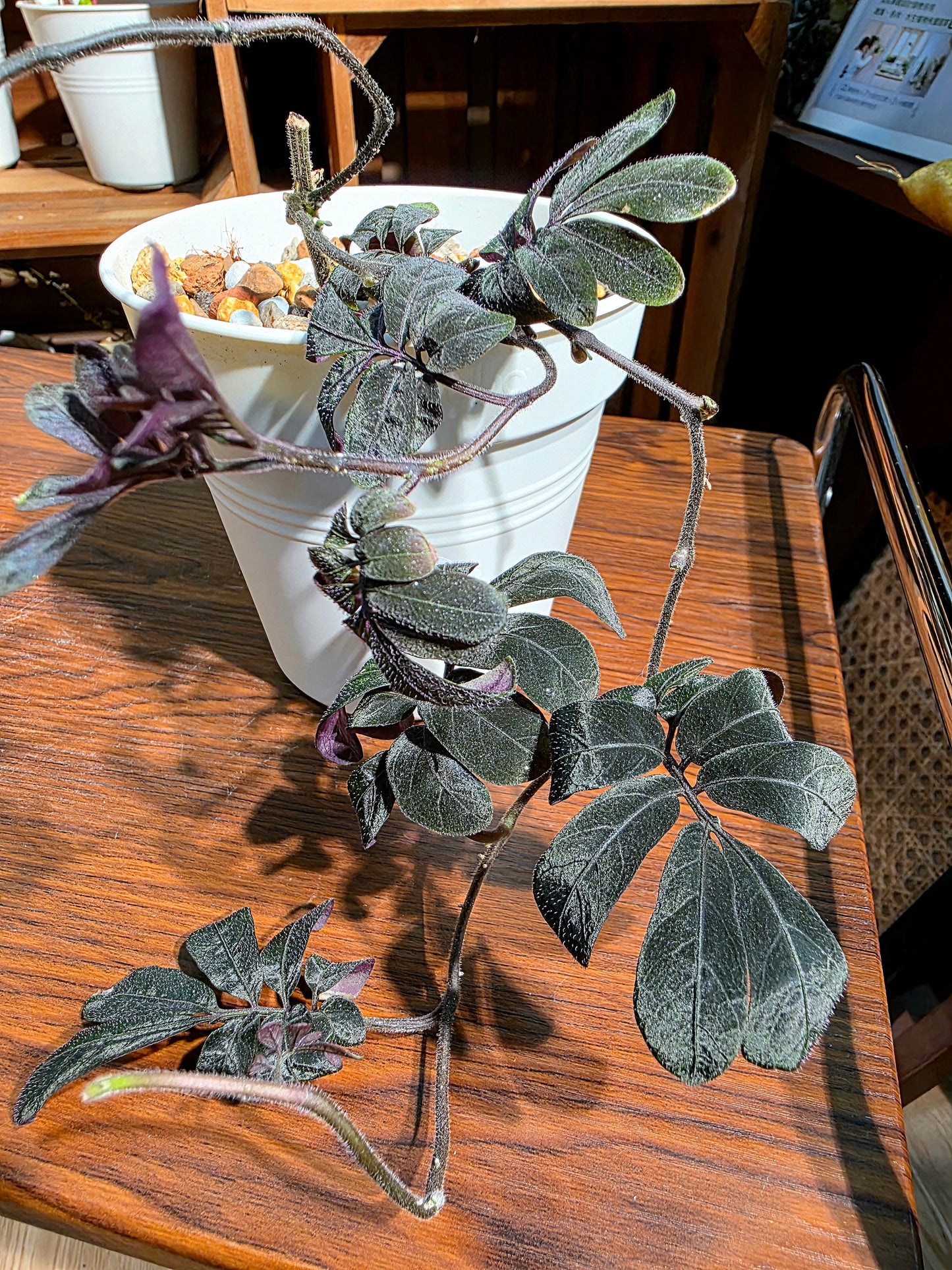 Solanum uleaum 厄瓜多爾茄子