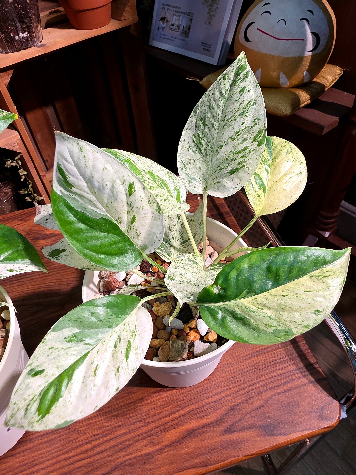 Epipremmun pinnatum variegated mint 薄荷麒麟尾