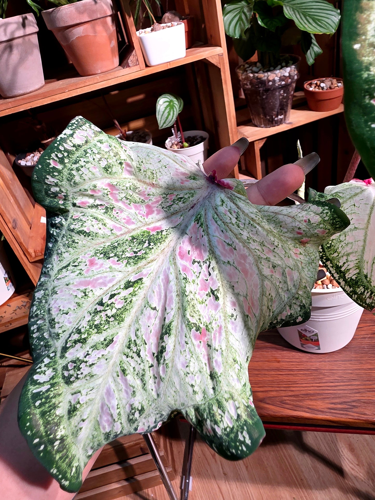 Caladium 胡椒薄荷彩葉芋