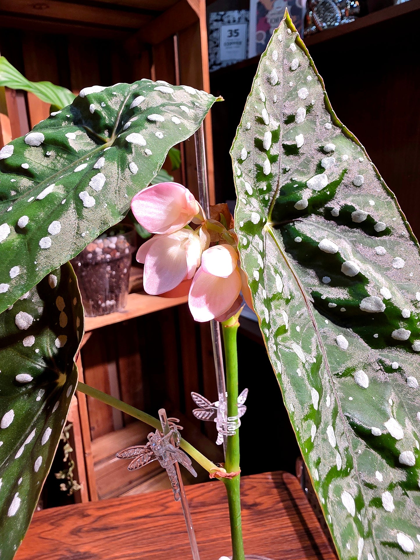 Begonia sierra mountion king 塞拉山王秋海棠