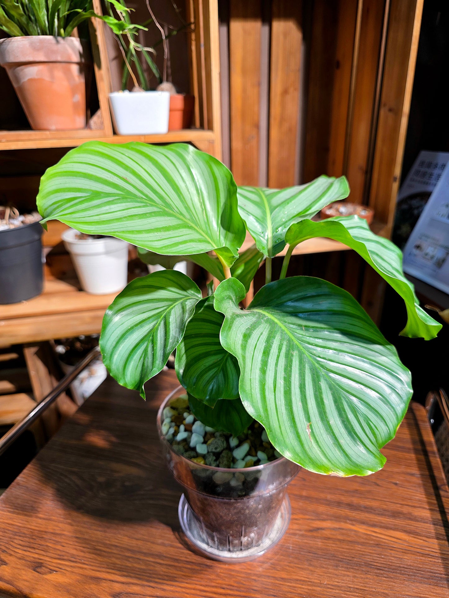 Calathea orbifolia 青蘋果竹芋