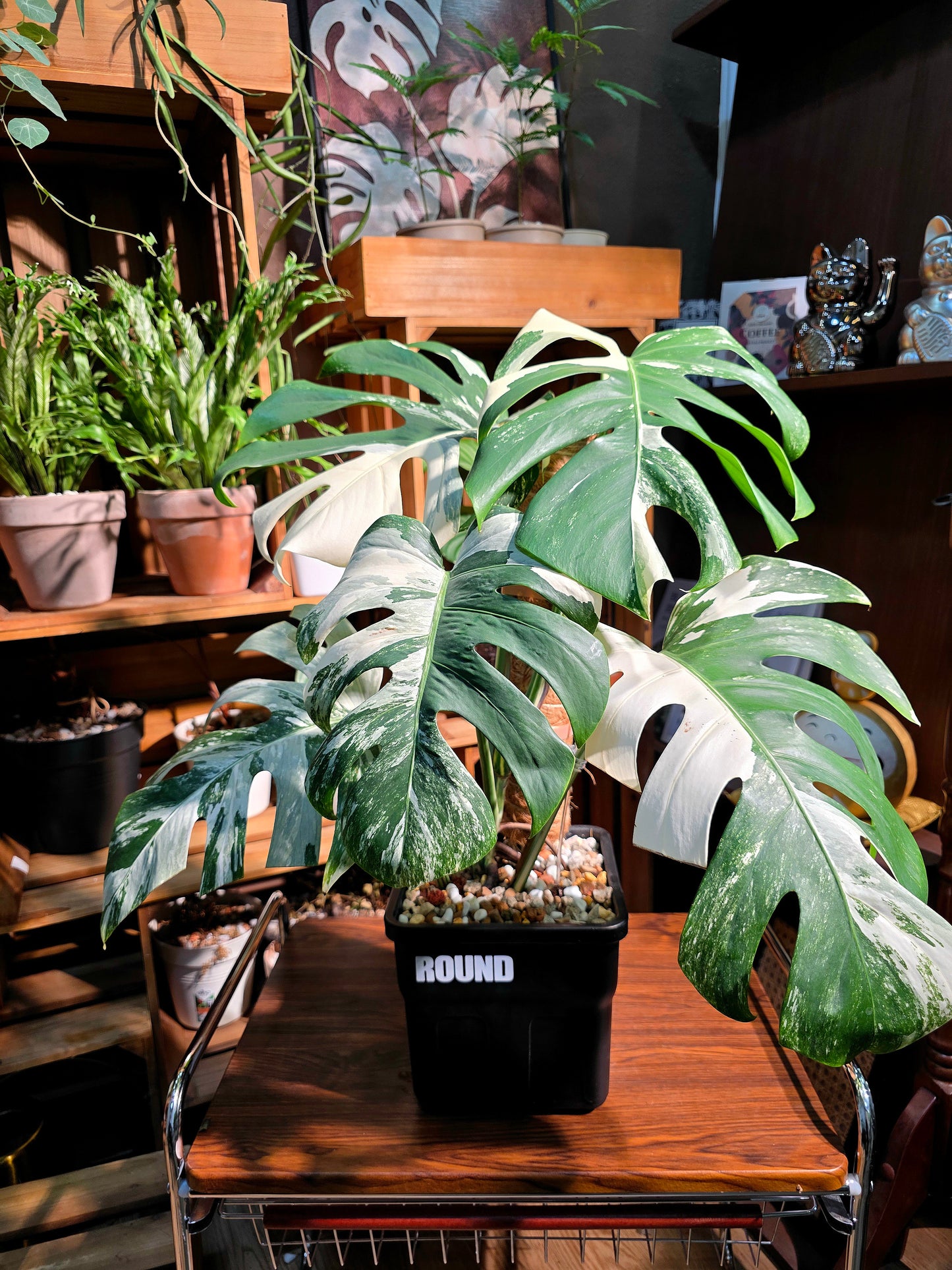 Monstera albo variegated 白斑龜背竹