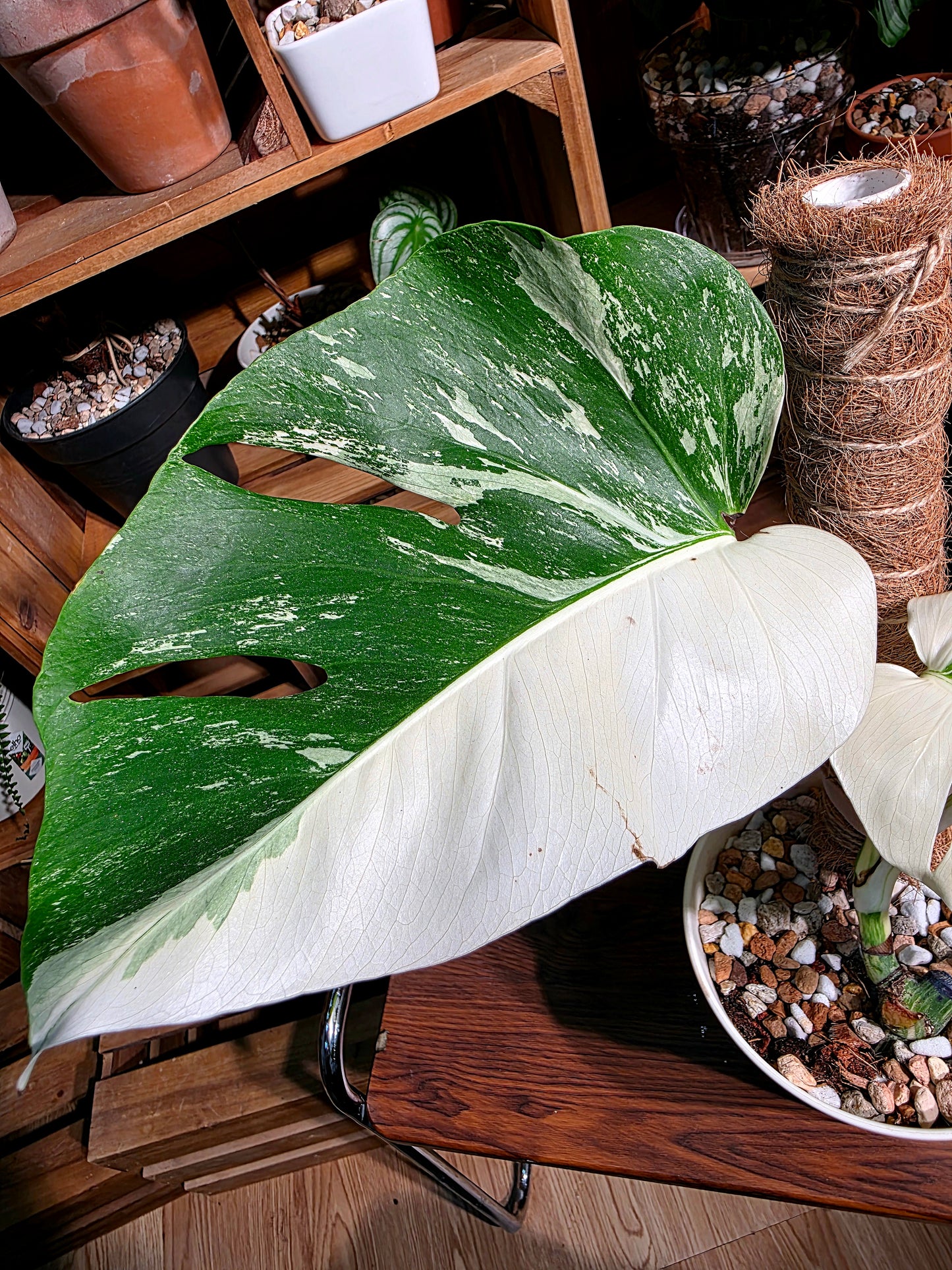 Monstera albo variegated 白斑龜背竹