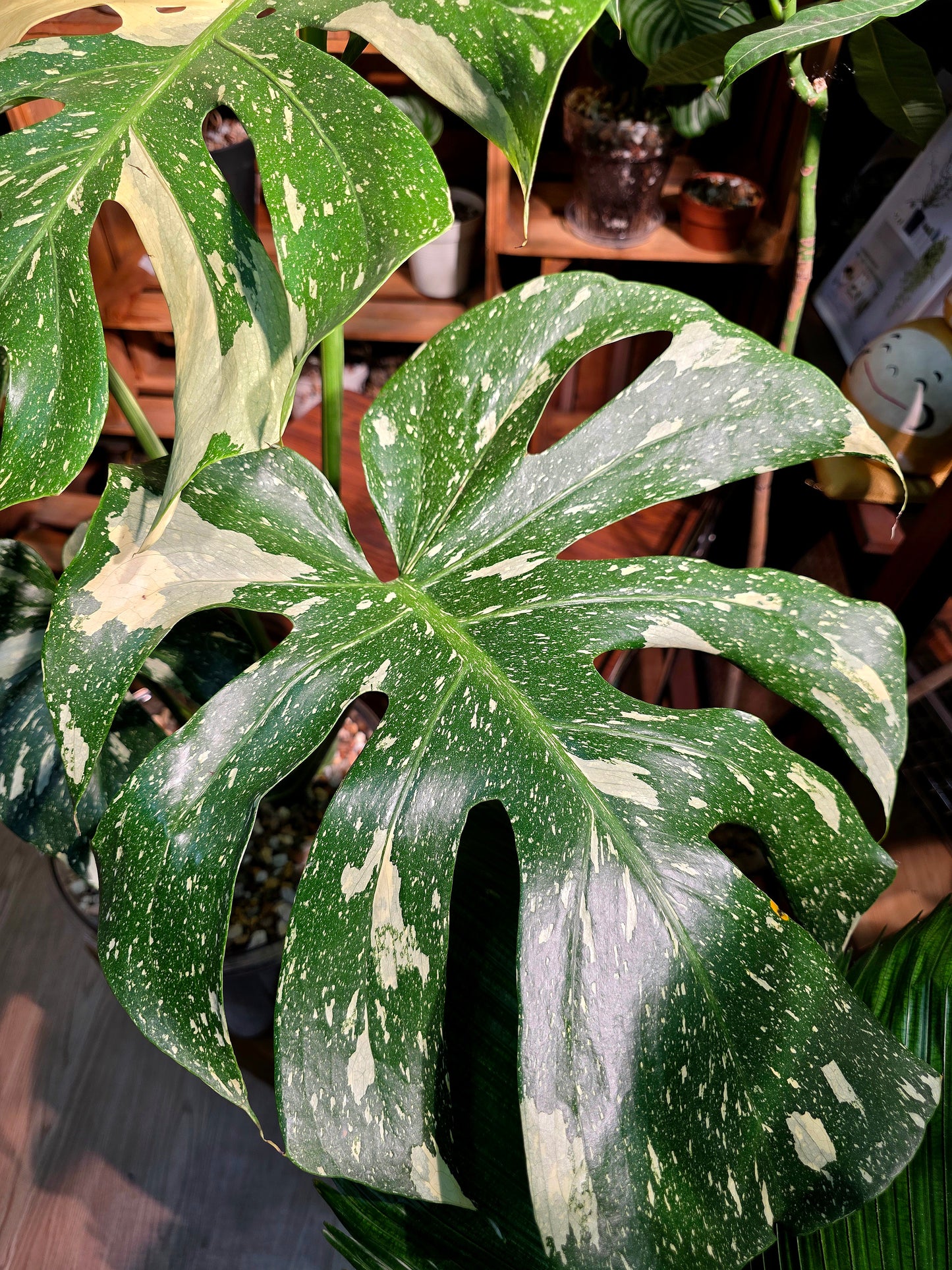Monstera thai constellation 泰斑龜背竹