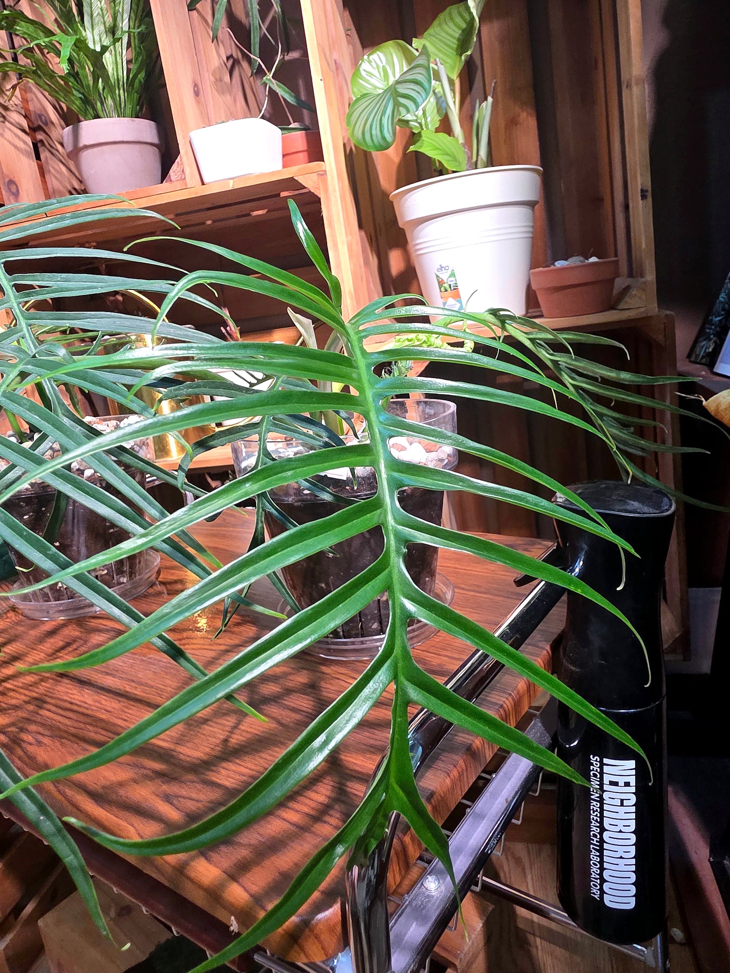 Philodendron tortum 魚骨蔓綠絨