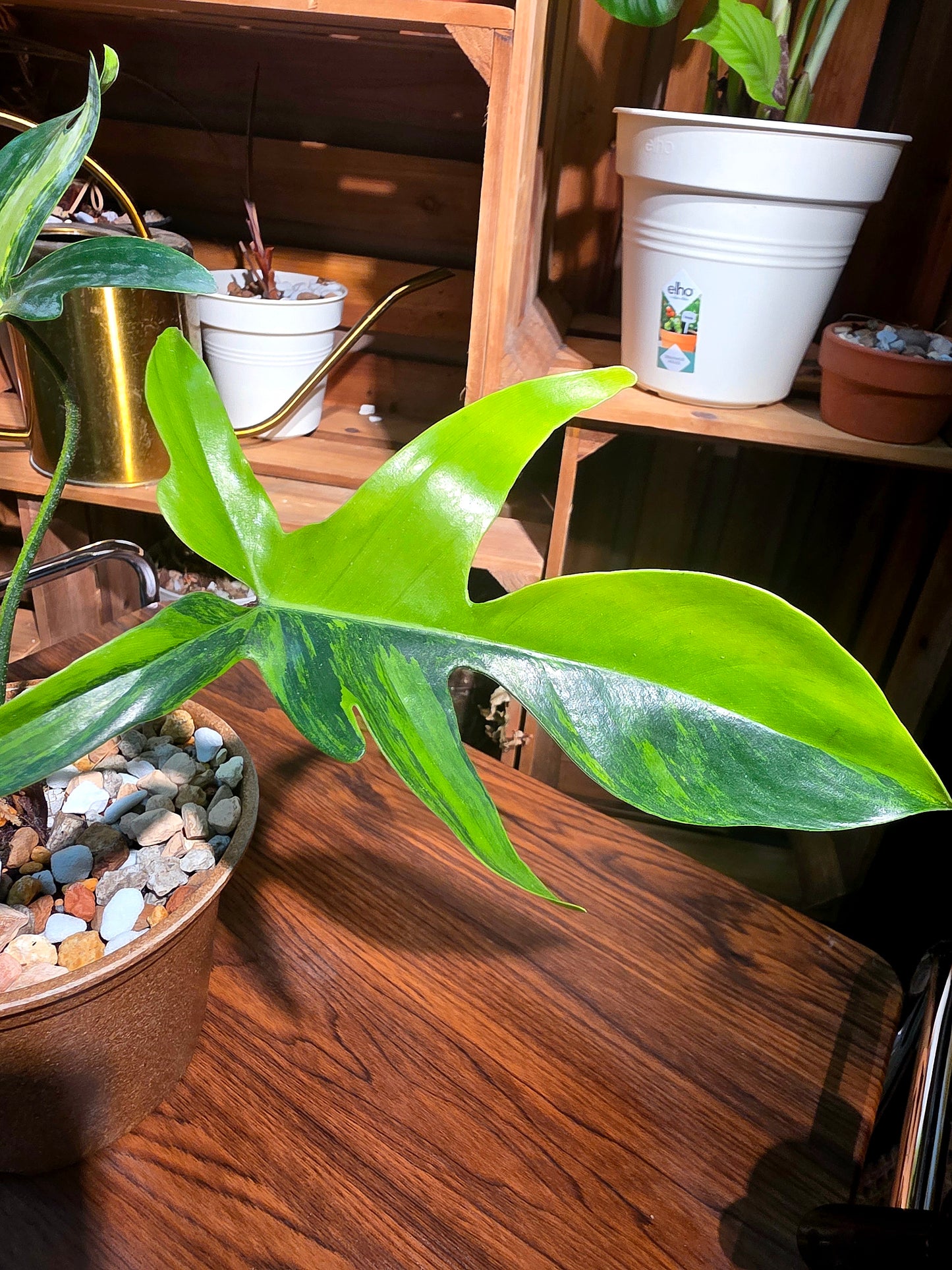 Philodendron florida beauty 斑葉龍爪蔓綠絨