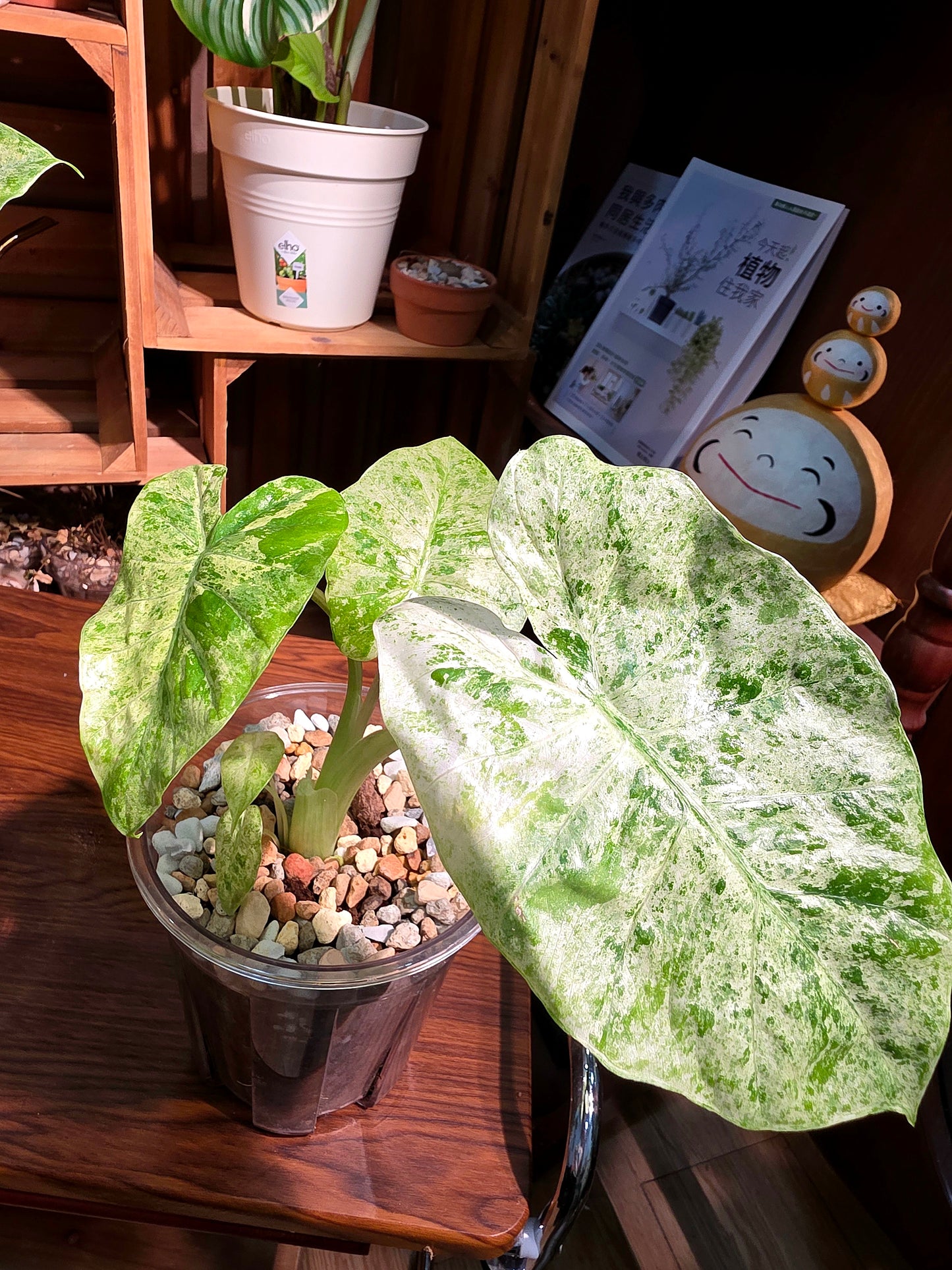 Alocasia odora variegata 松染海芋