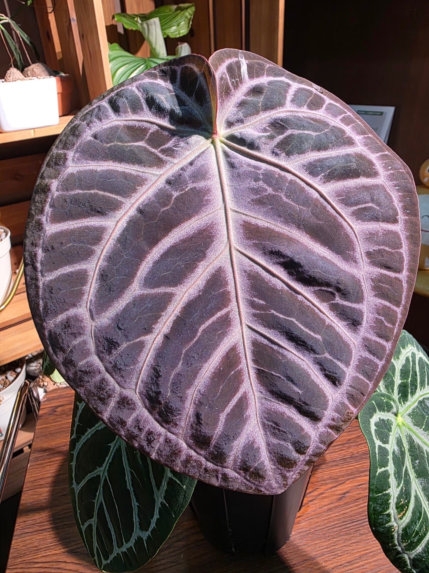 Anthurium red crystallinum x dorayaki