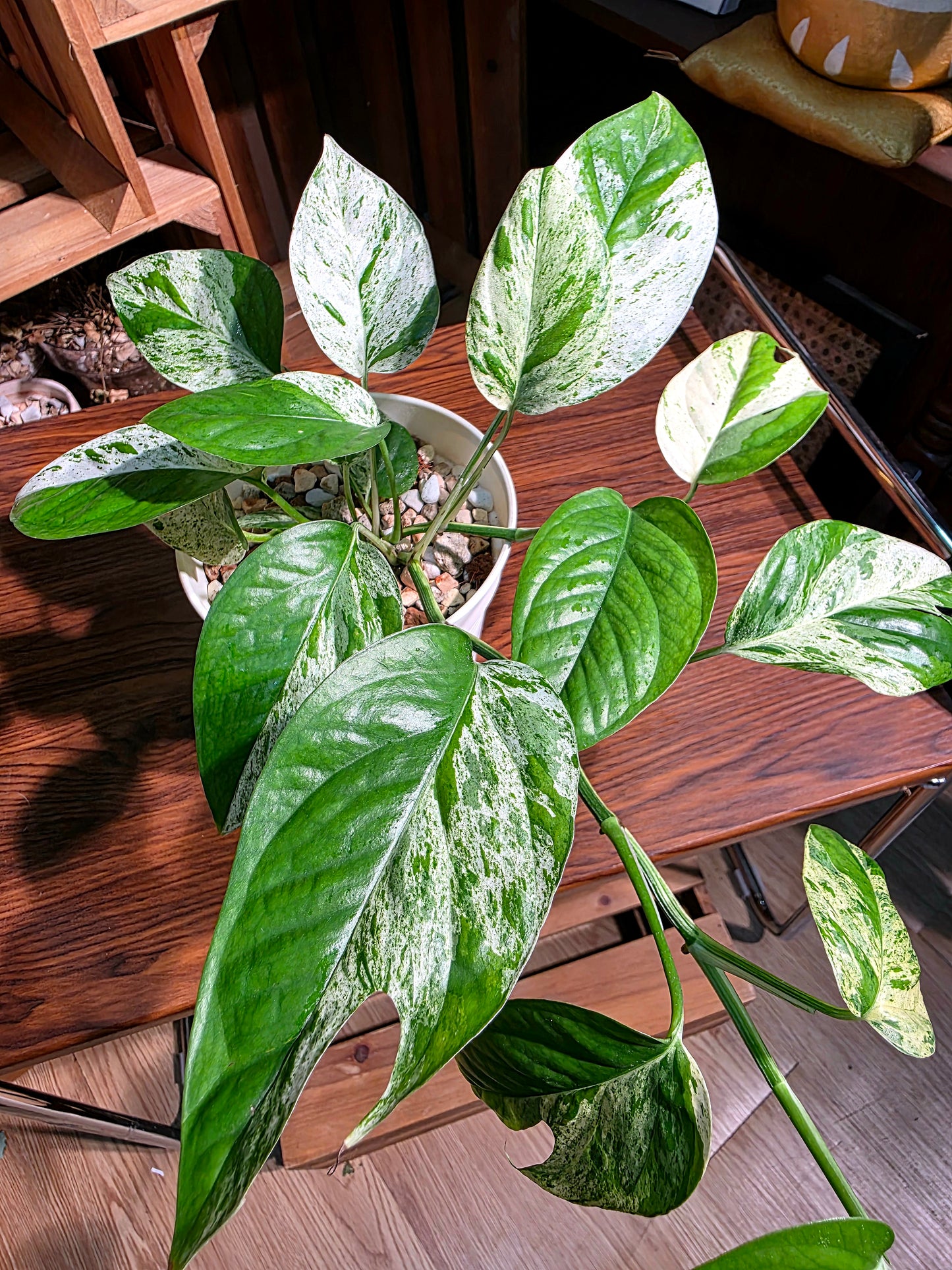 Epipremnum pinnatum variegated mint 薄荷麒麟尾