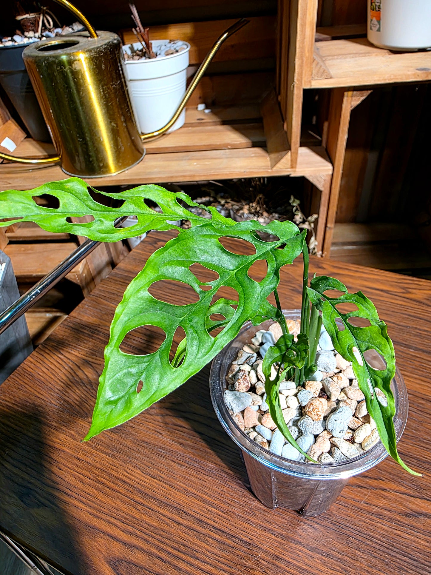 Monstera obliqua oeru 斜葉龜背