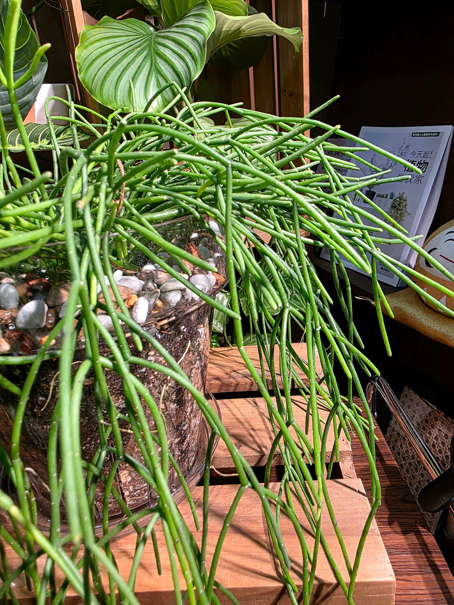 Rhipsalis burchellii 棒葉絲葦