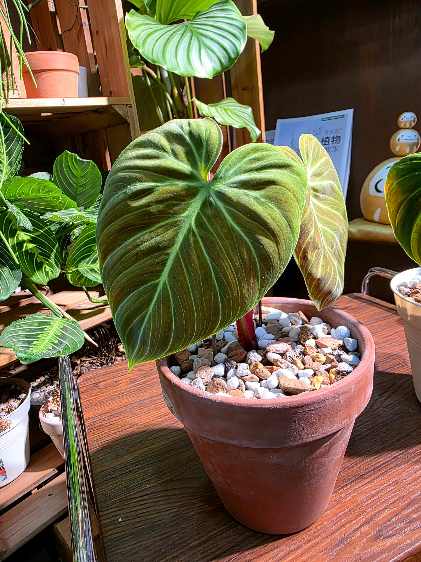 Philodendron el choco red 巧克力紅蔓綠絨