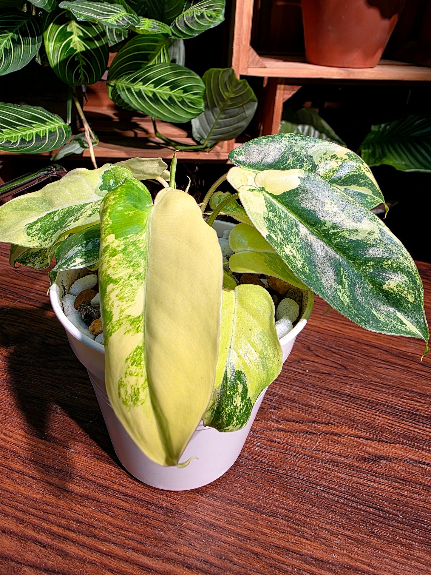 Philodendron burle marx variegated 斑葉獨角獸蔓綠絨