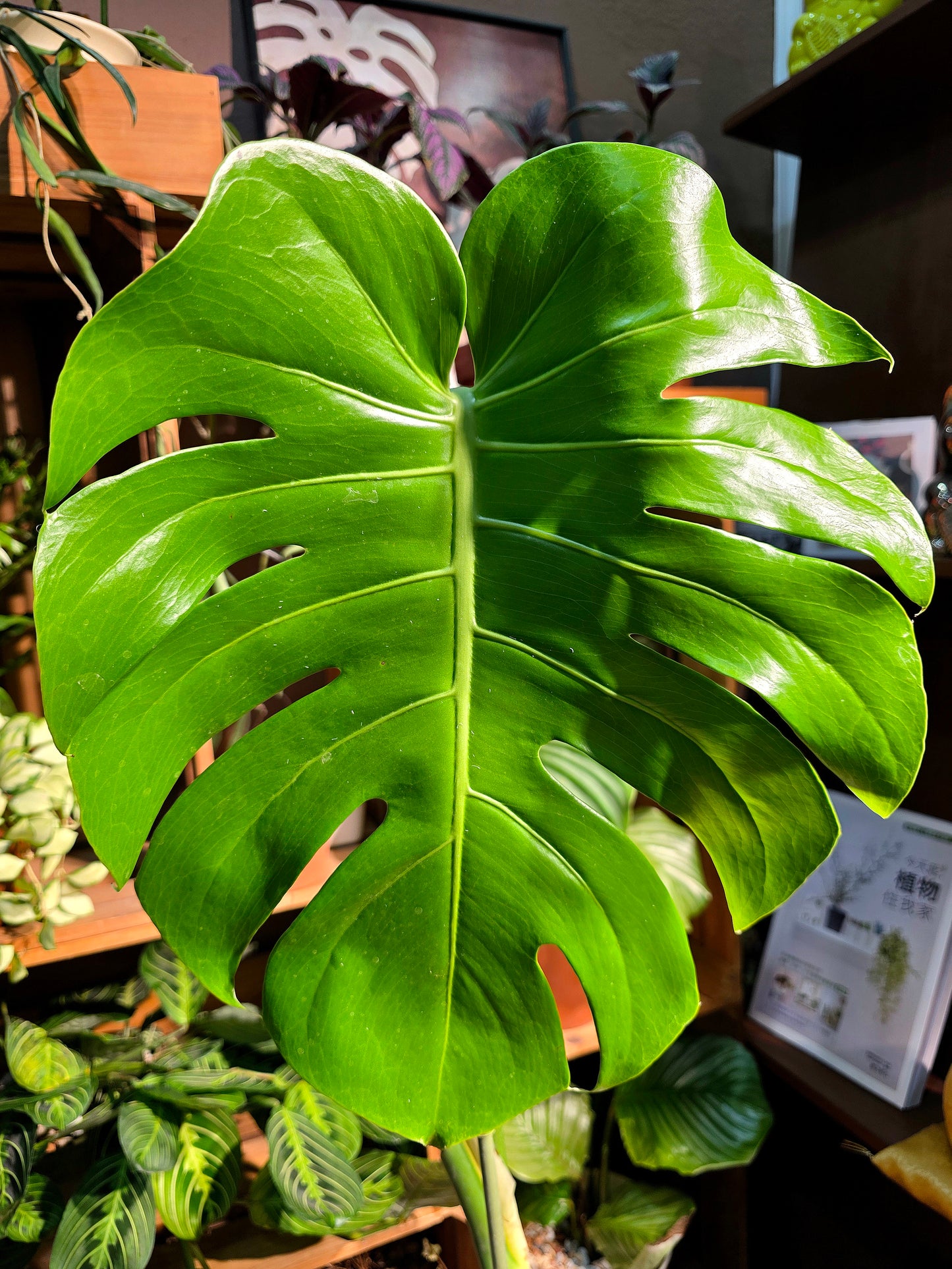 Monstera deliciosa 龜背竹