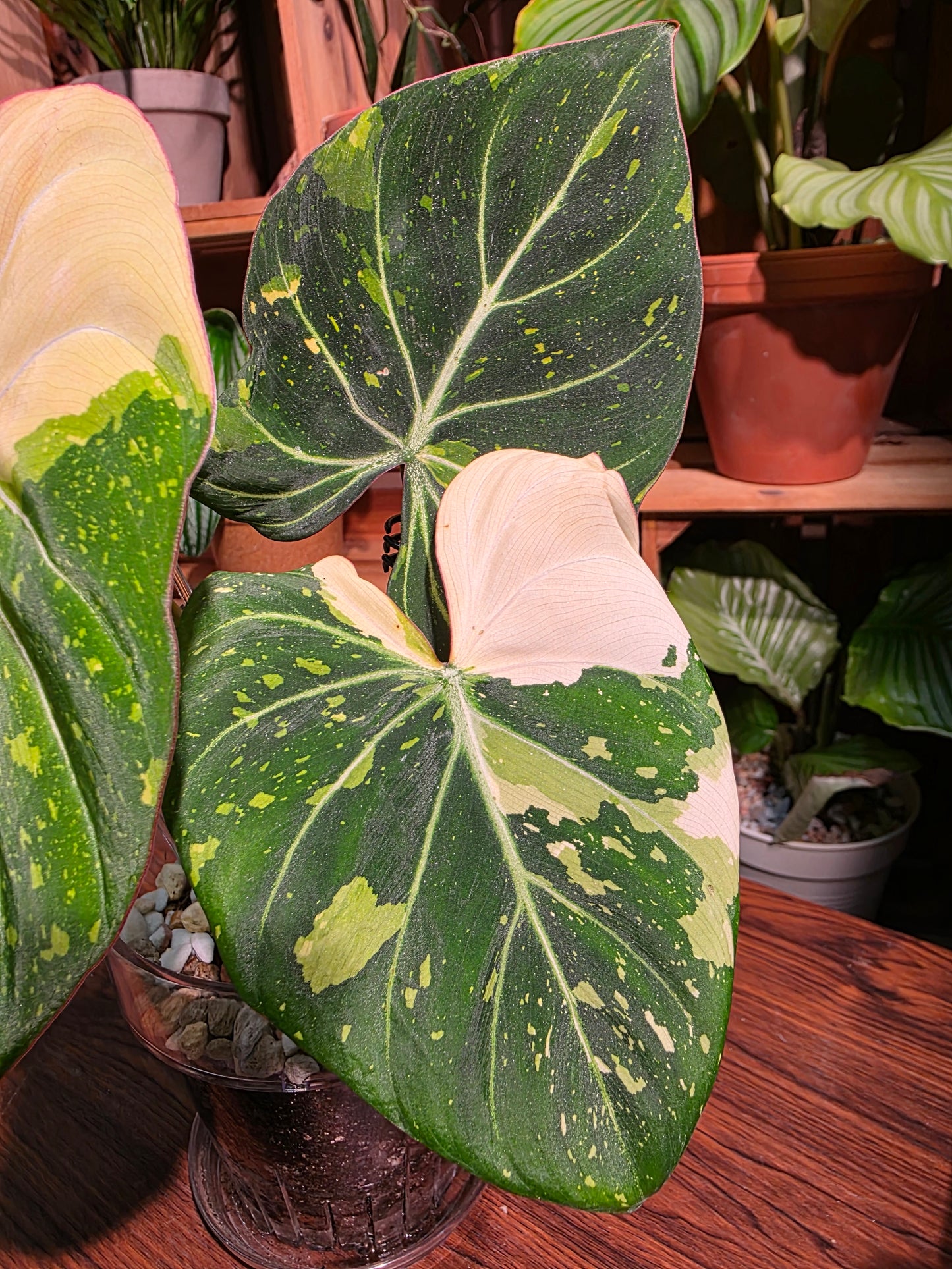 Philodendron gloriosum variegata 斑葉錦鍛蔓綠絨