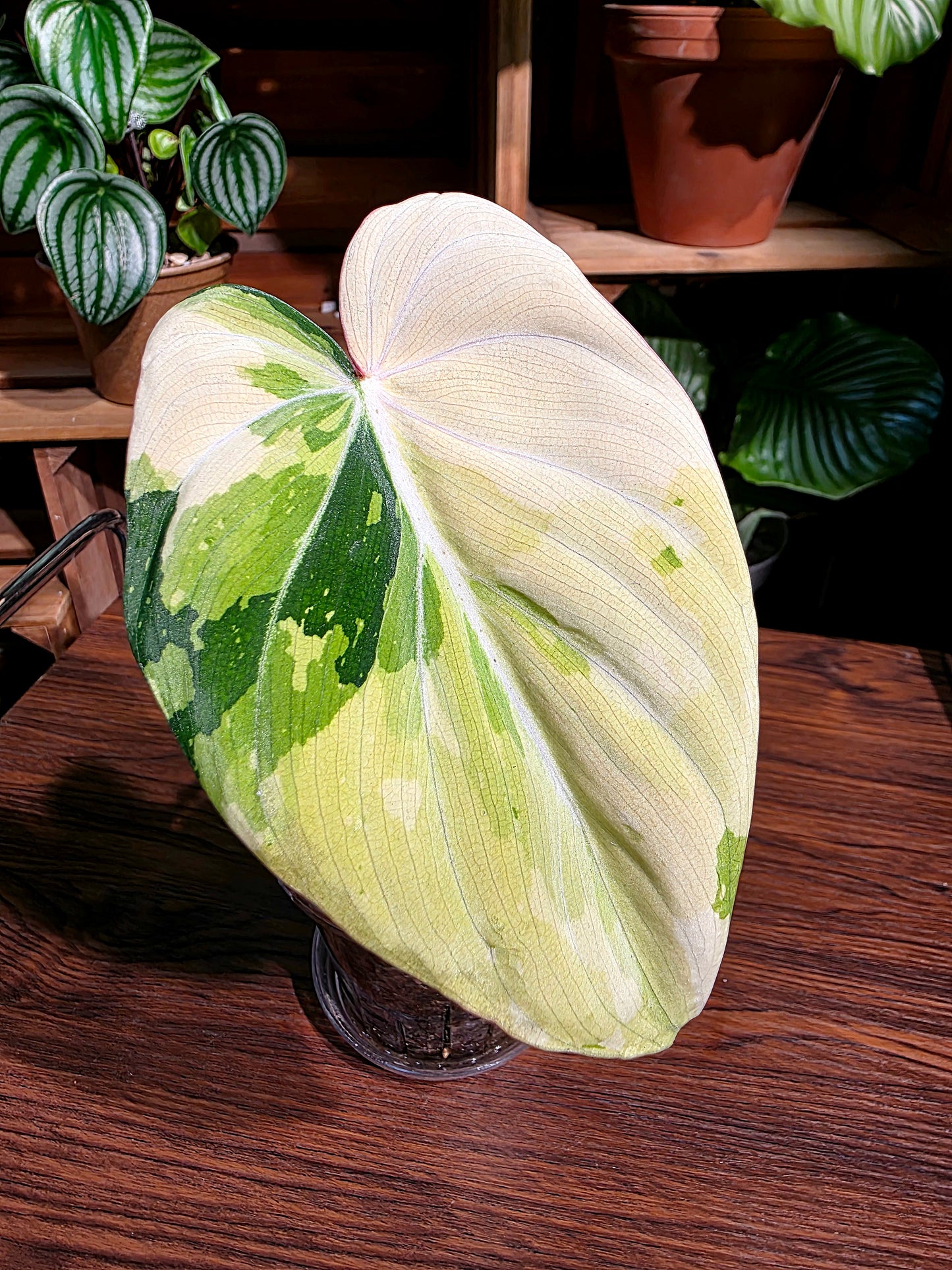 Philodendron gloriosum variegated 斑葉錦緞蔓綠絨