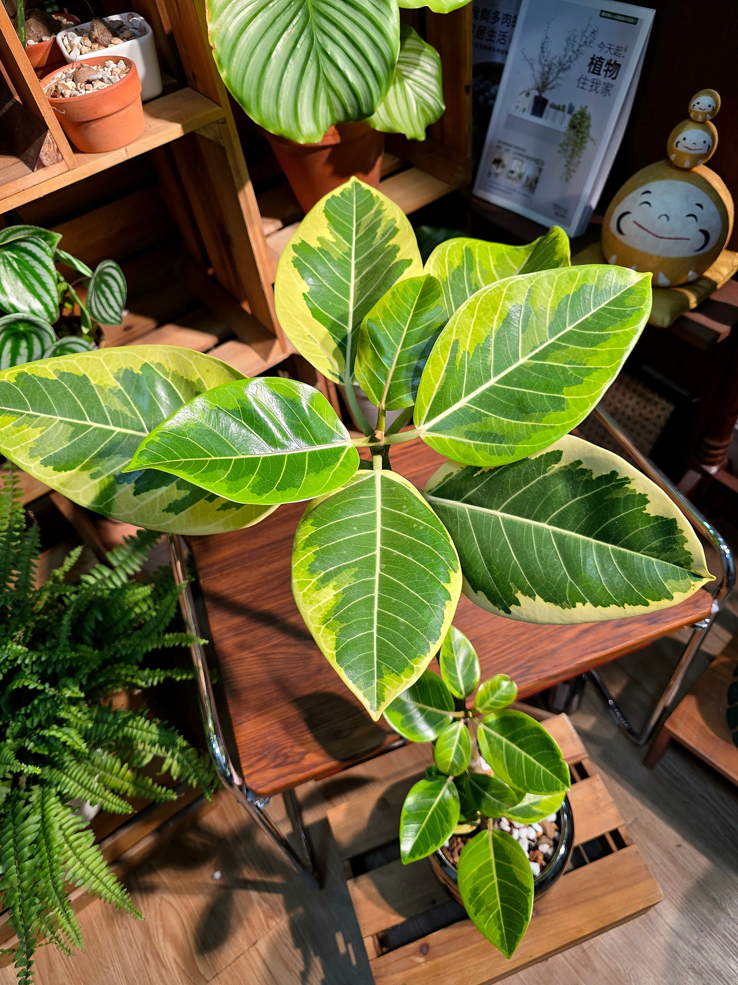 Ficus Microcarpa Golden Leaf 黃金榕