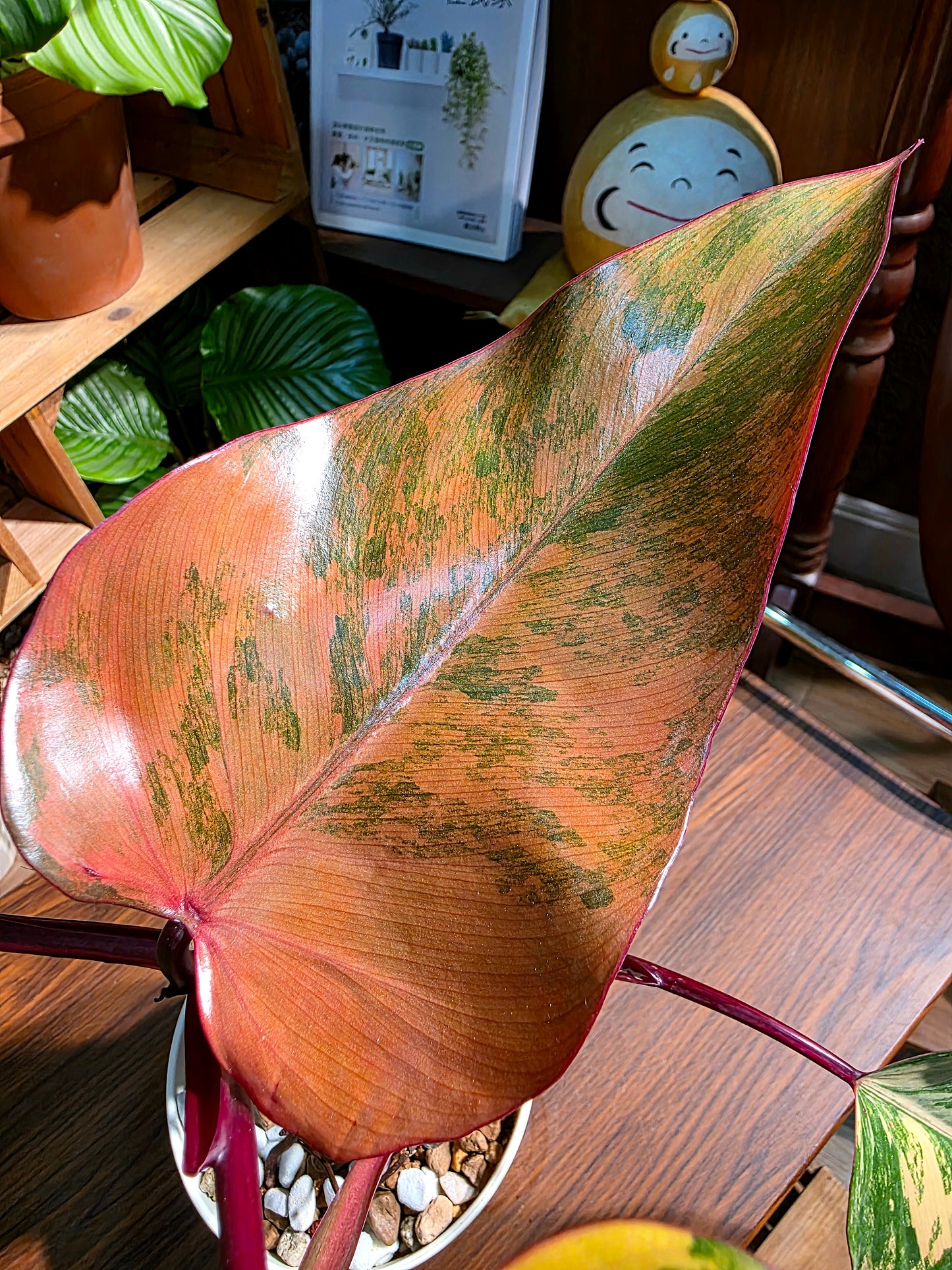 Philodendron Starwberry Shake 草莓奶昔蔓綠絨