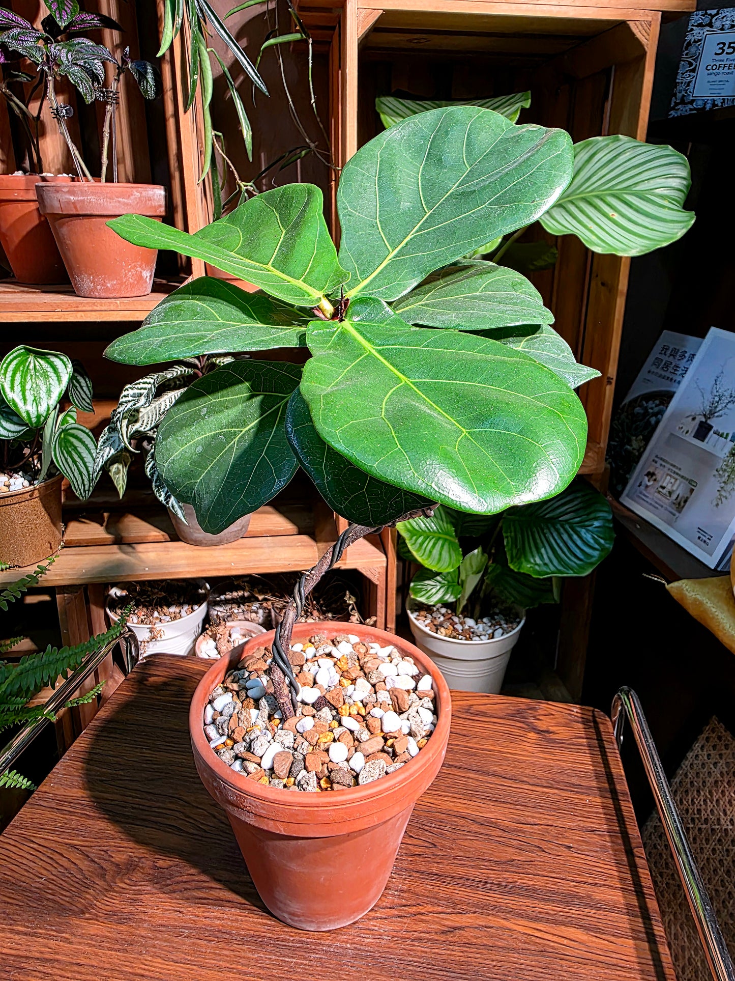 Ficus Pandurata 琴葉榕