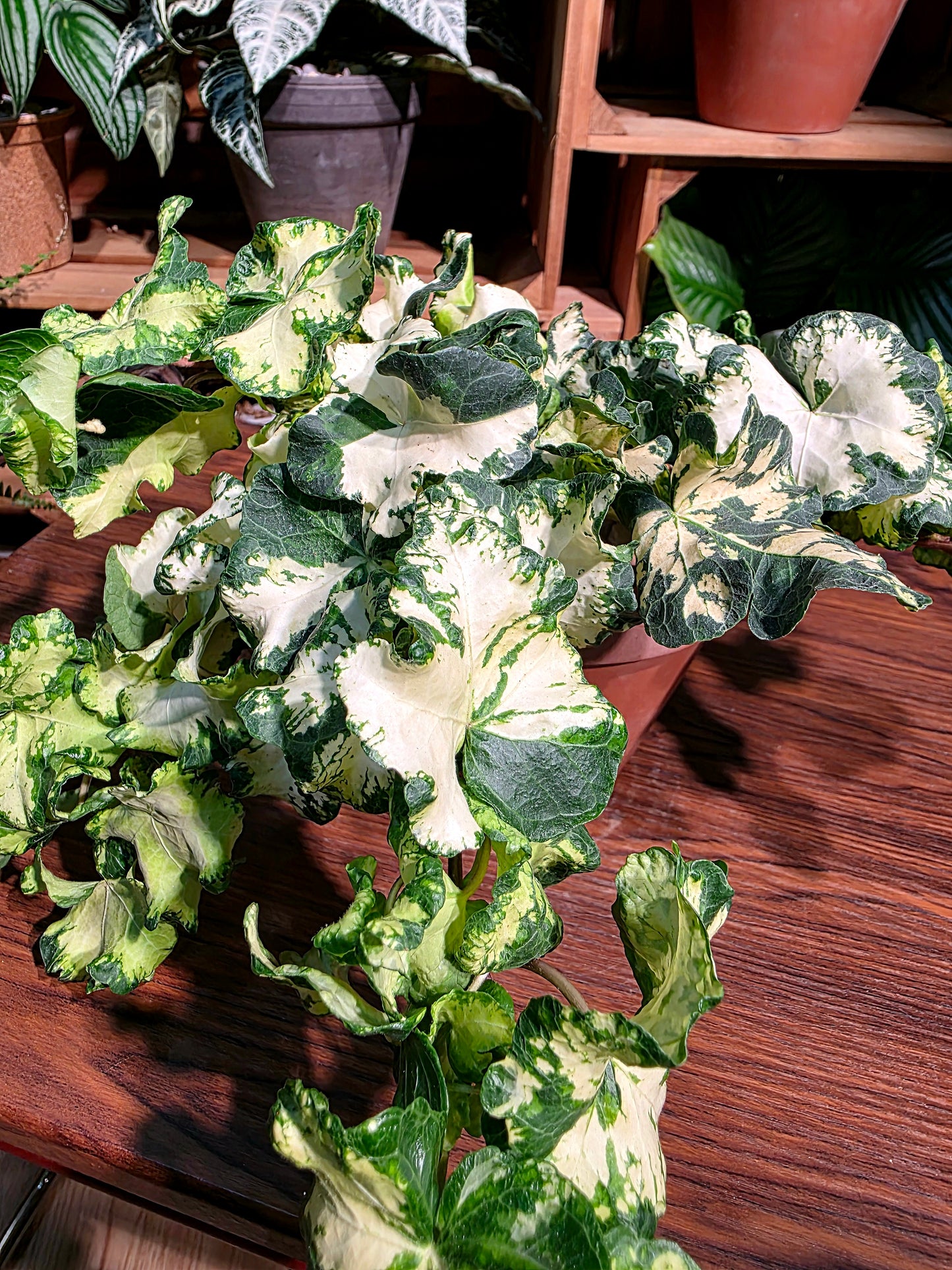 Hedera helix moonlight 月光燈常春藤