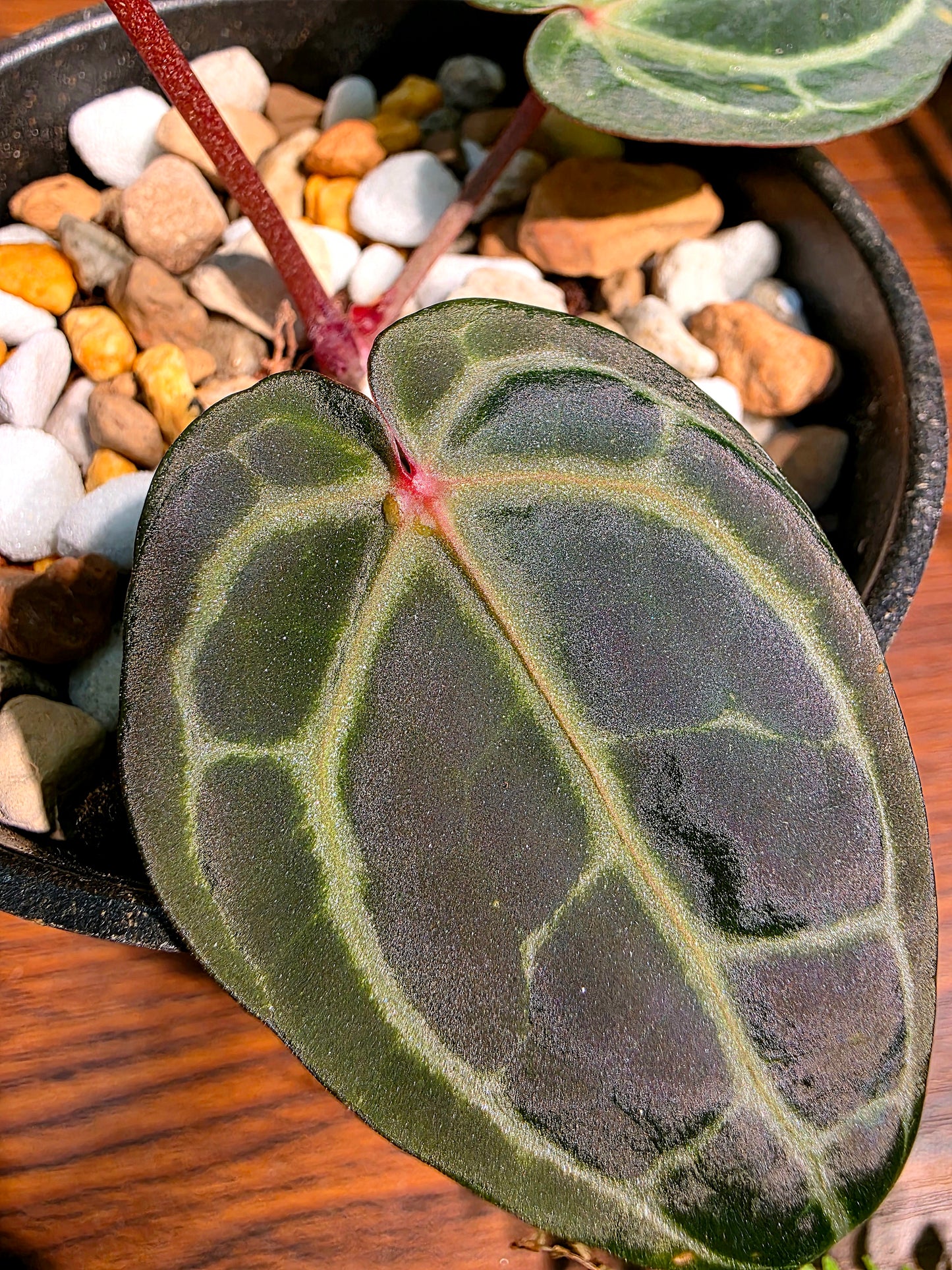 Anthurium red crystallinum F3