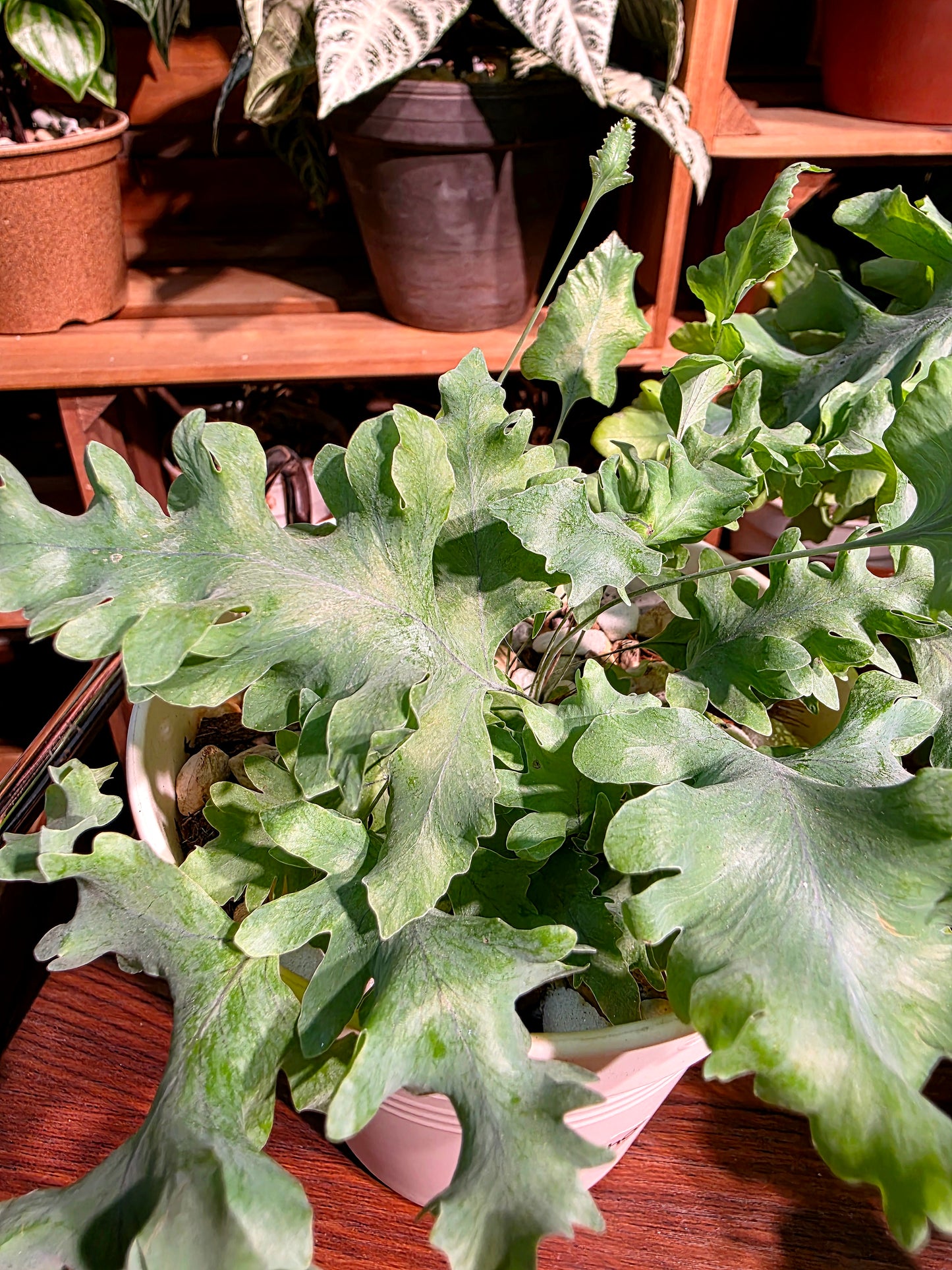 Phlebodium Aureum Davana