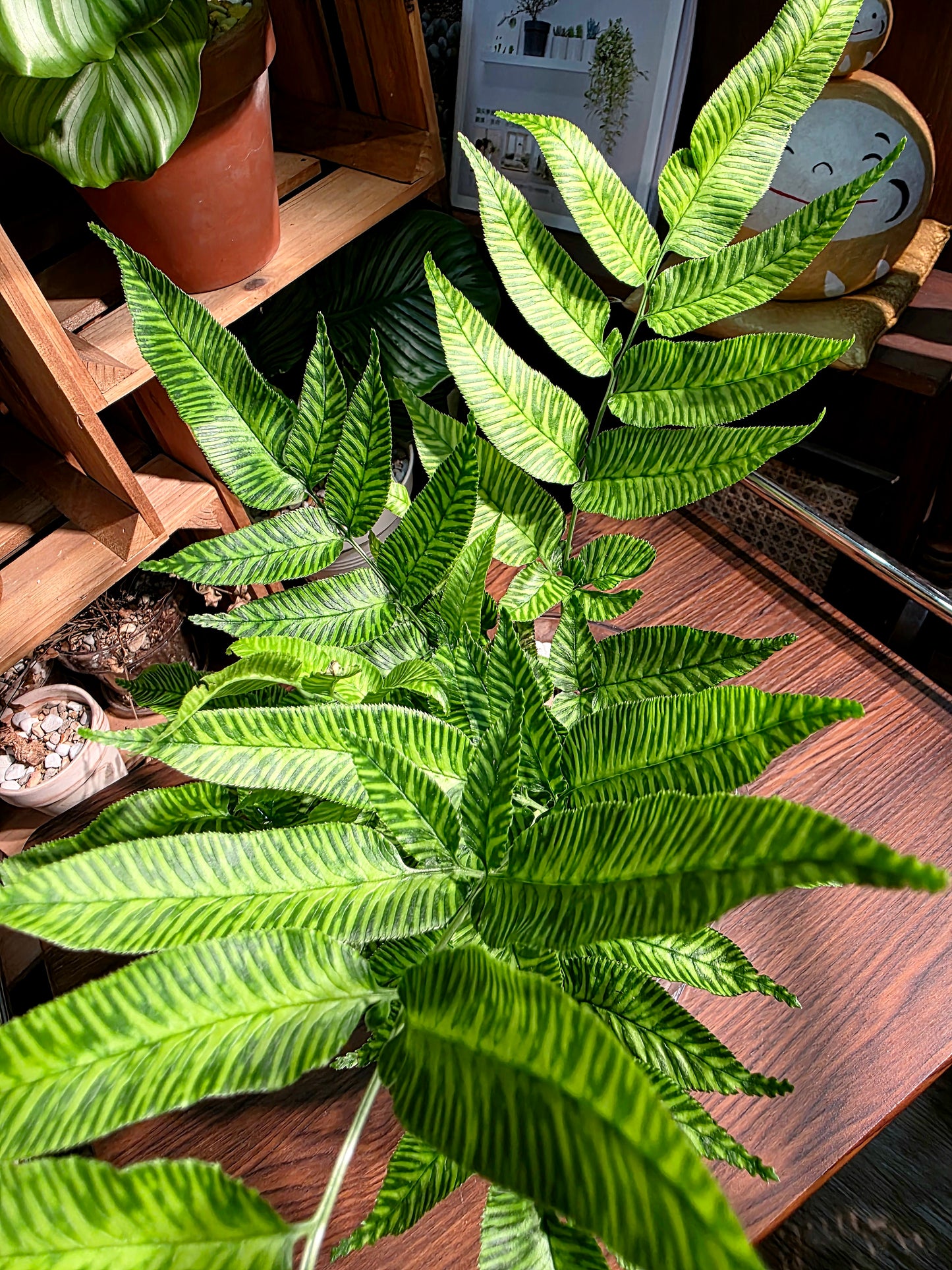 Coniogramme emeiensis 黃金斑馬蕨