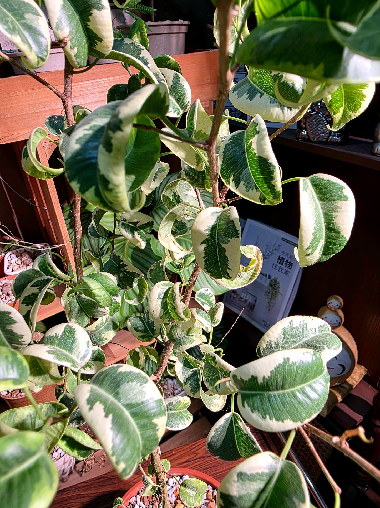 Ficus benjamina barok variegata 斑葉捲葉榕