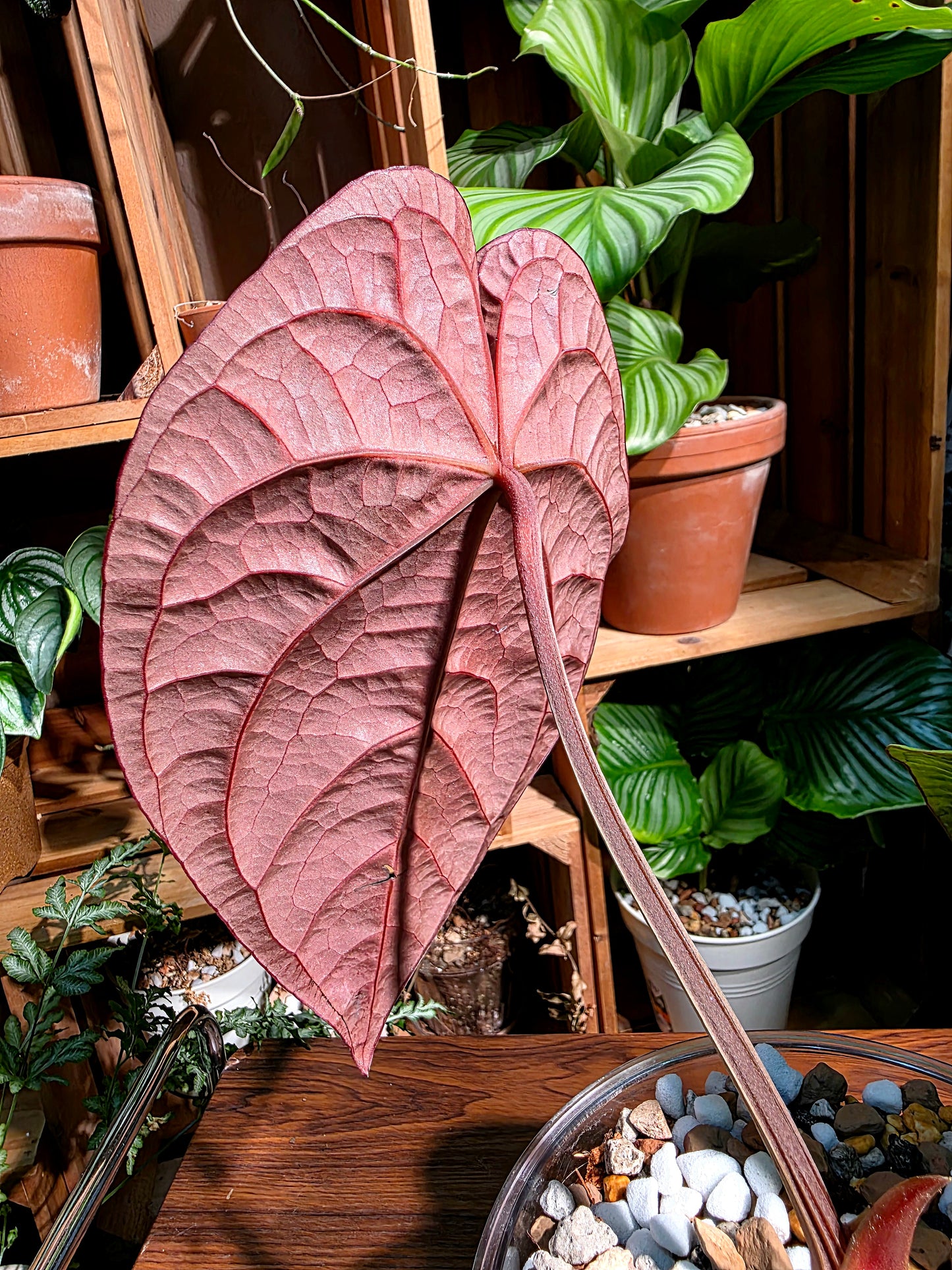 Anthurium dressleri 戴斯花燭