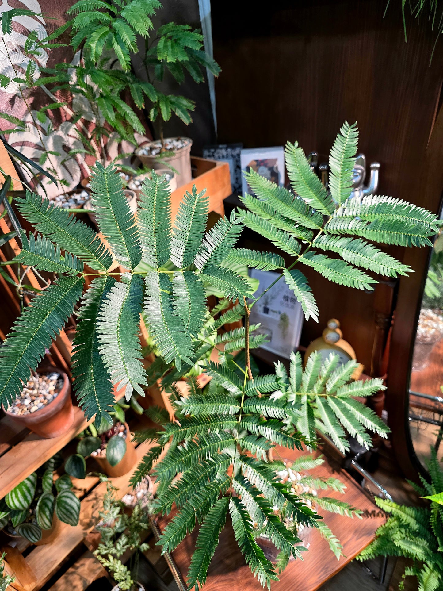 Cojoba arborea 小豆樹