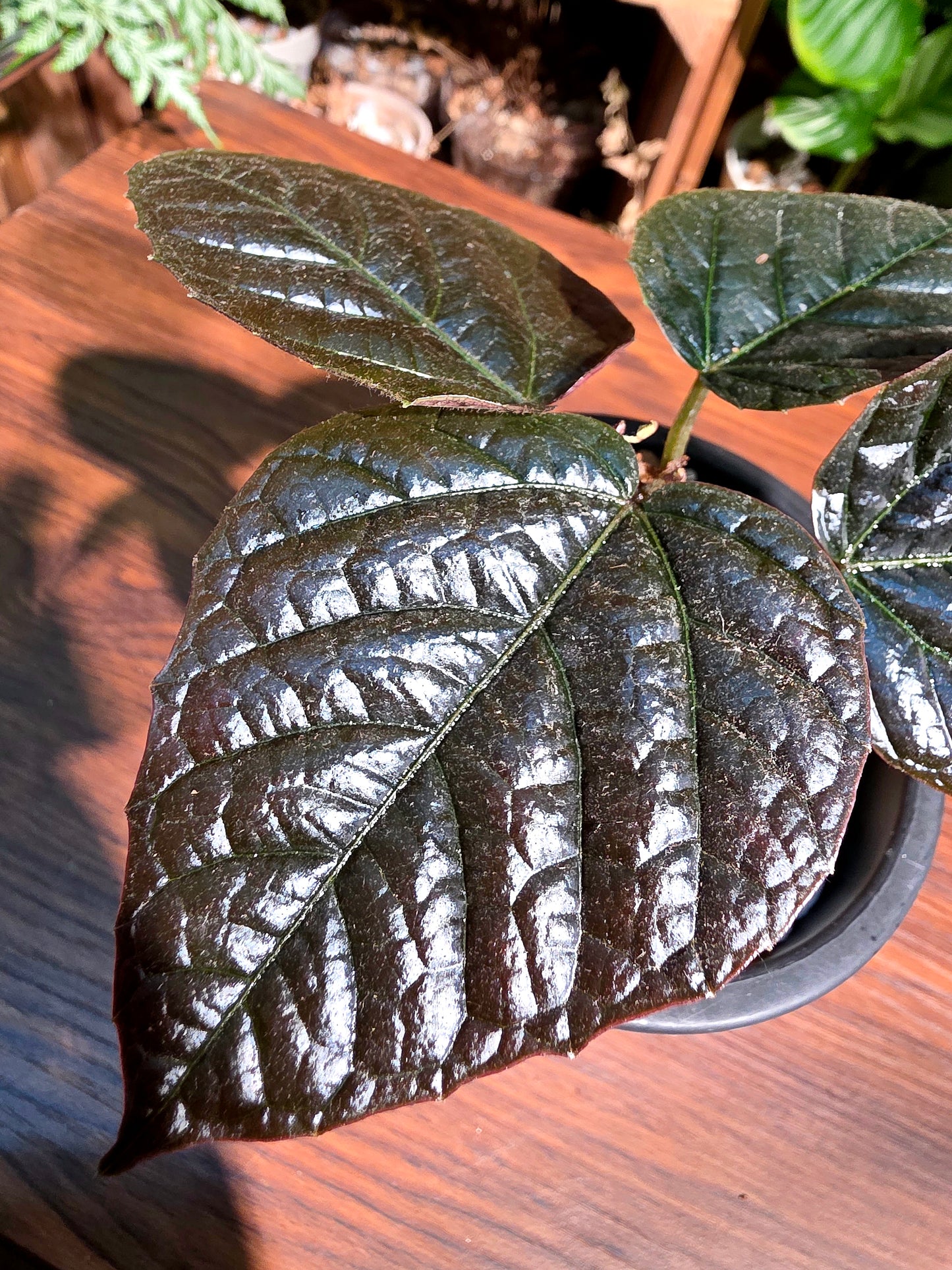 Piper sp Borneo 黑加倫葡萄胡椒