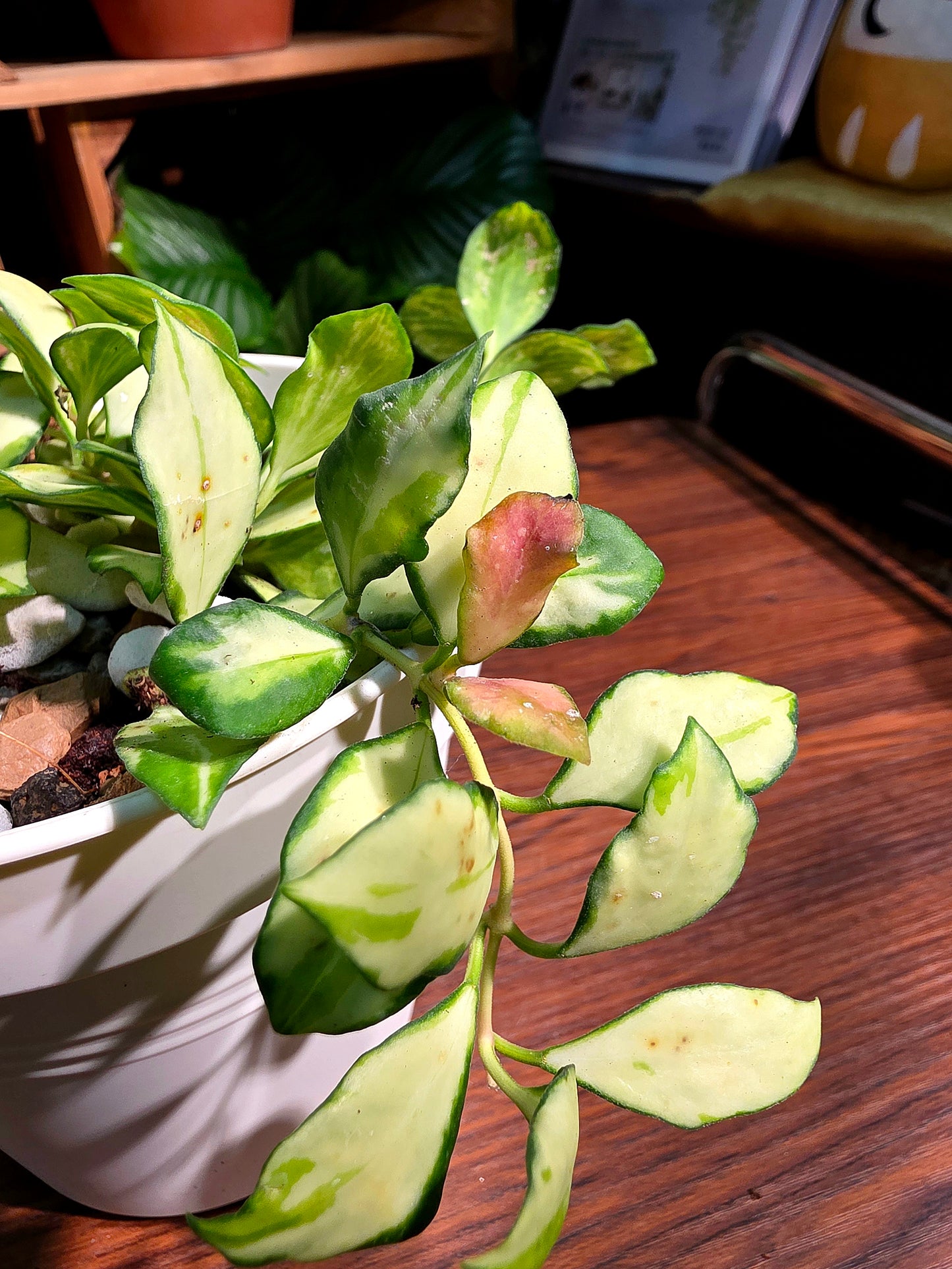 Hoya heuschkeliana variegata 休內球蘭