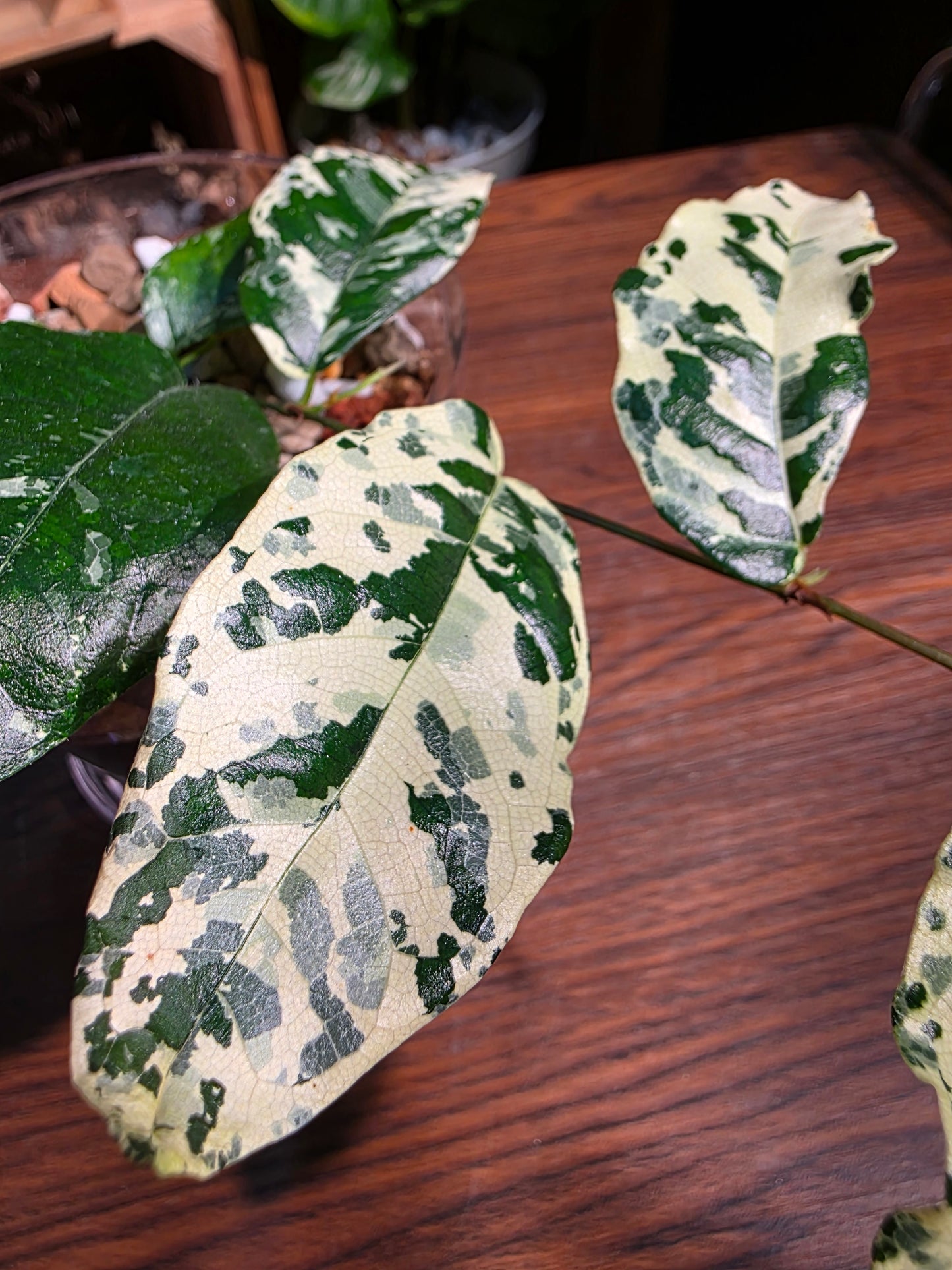 Ficus punctata variegated 馬賽克榕