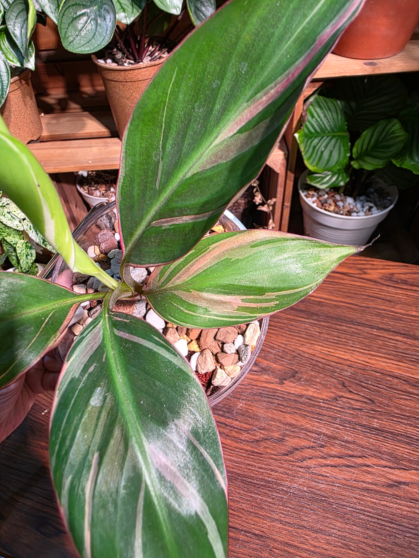 Musa nono pink 粉錦彩雲蕉