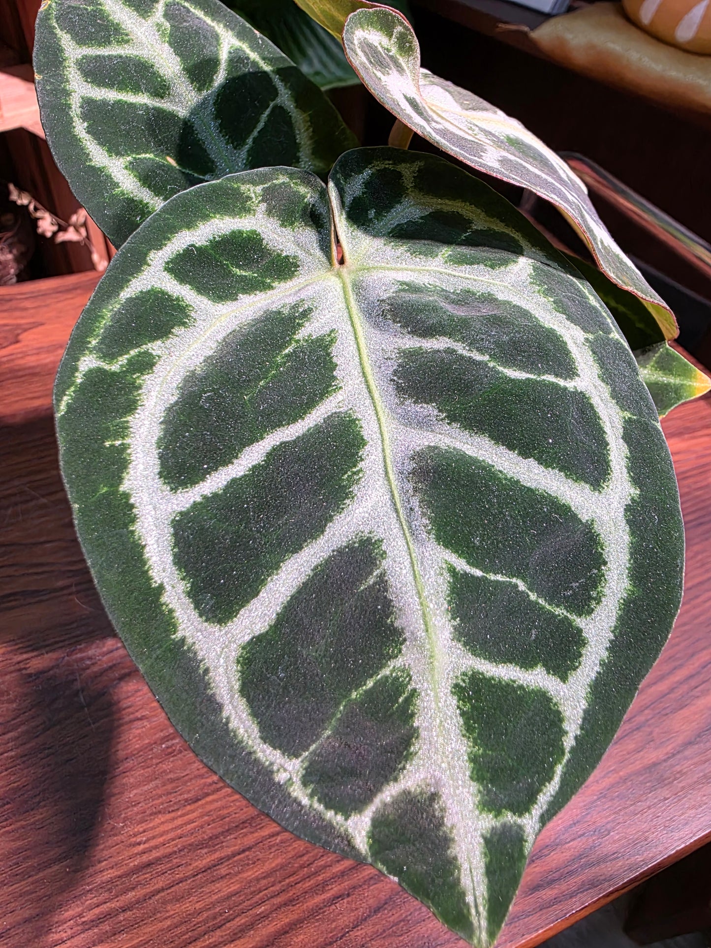 Anthurium crystallinum 水晶花燭
