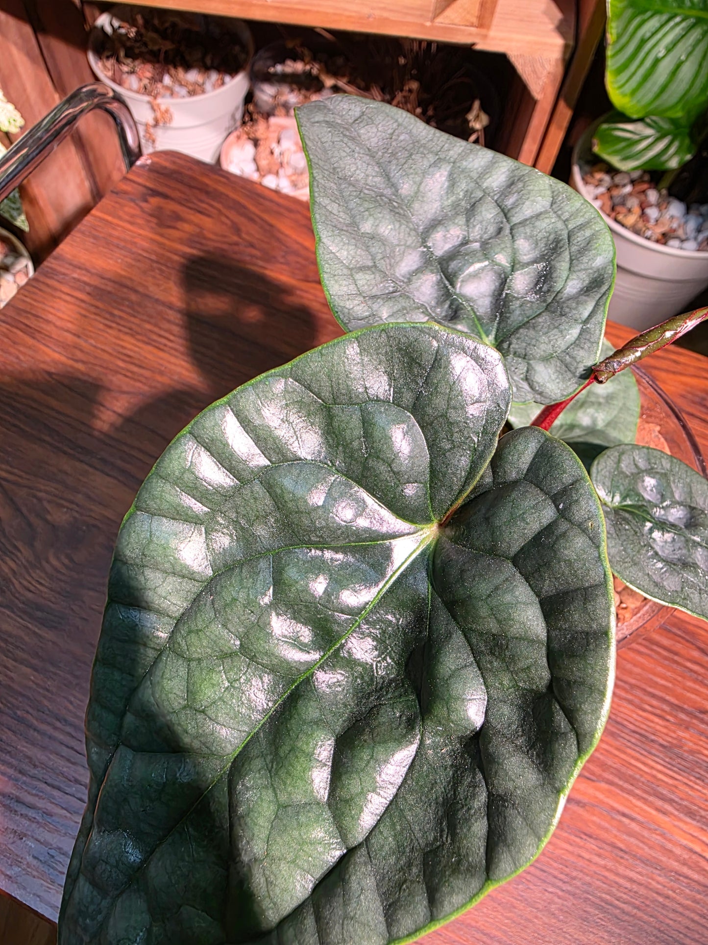 Anthurium luxurians platinum 鉑金奢華花燭