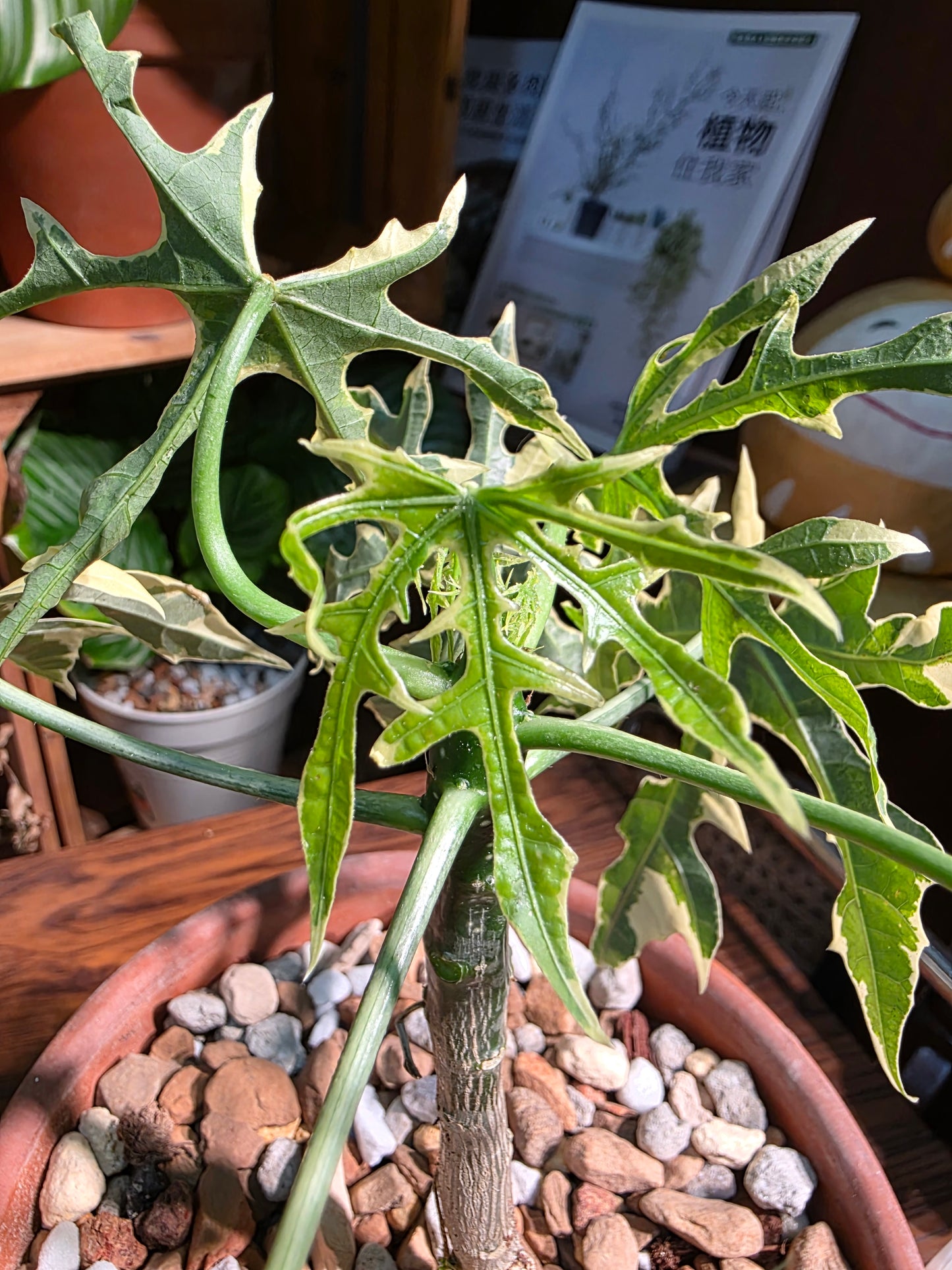 Tree sipinach variegated 樹菠菜錦