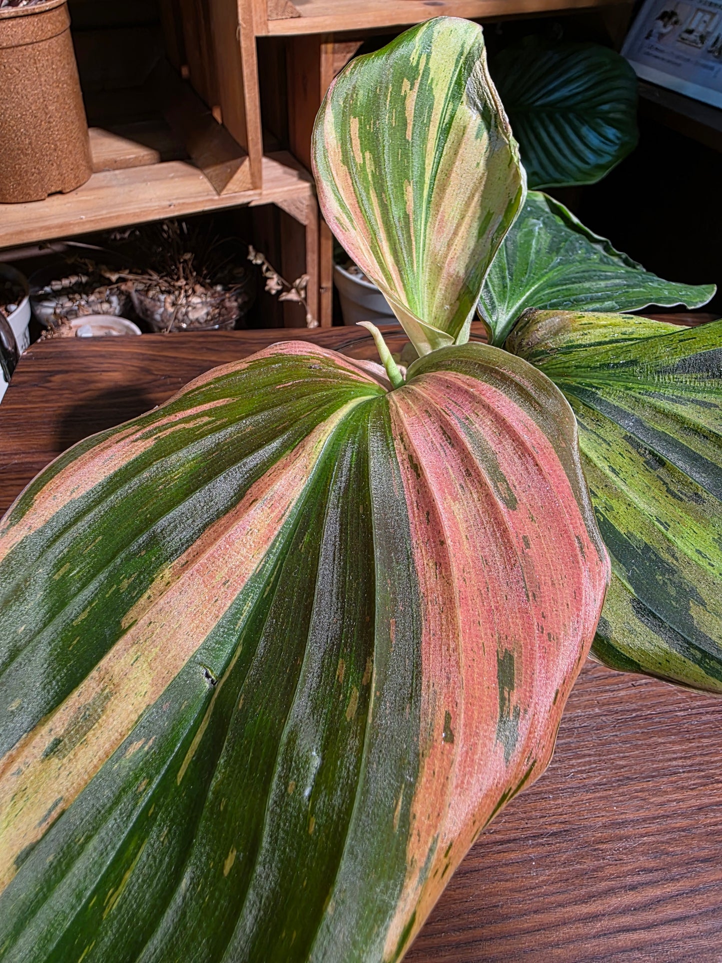 Kaempferia pulchra variegated 七彩孔雀姜錦