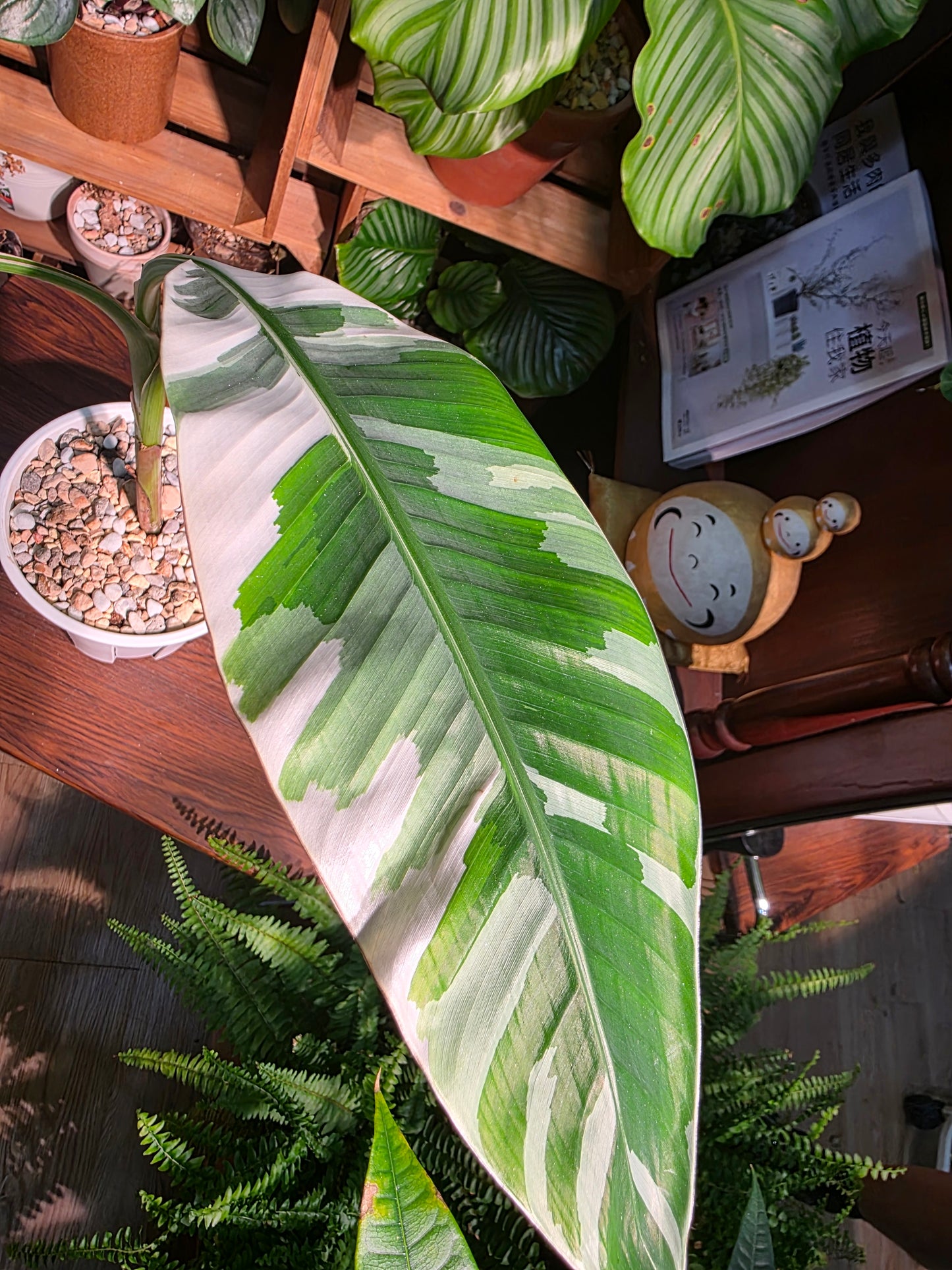 Musa ae ae 夏威夷彩雲蕉