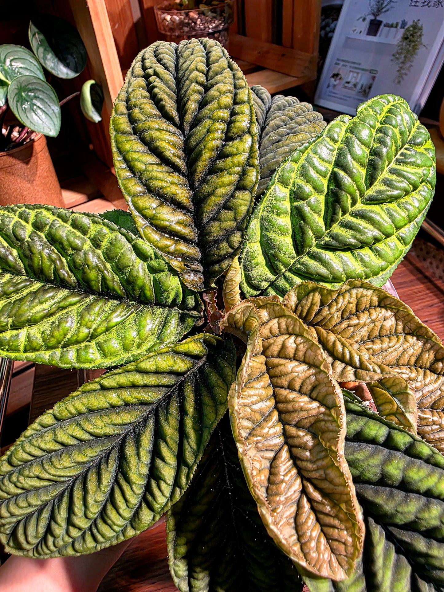 Ardisia sp Vietnam 皺葉紫金牛